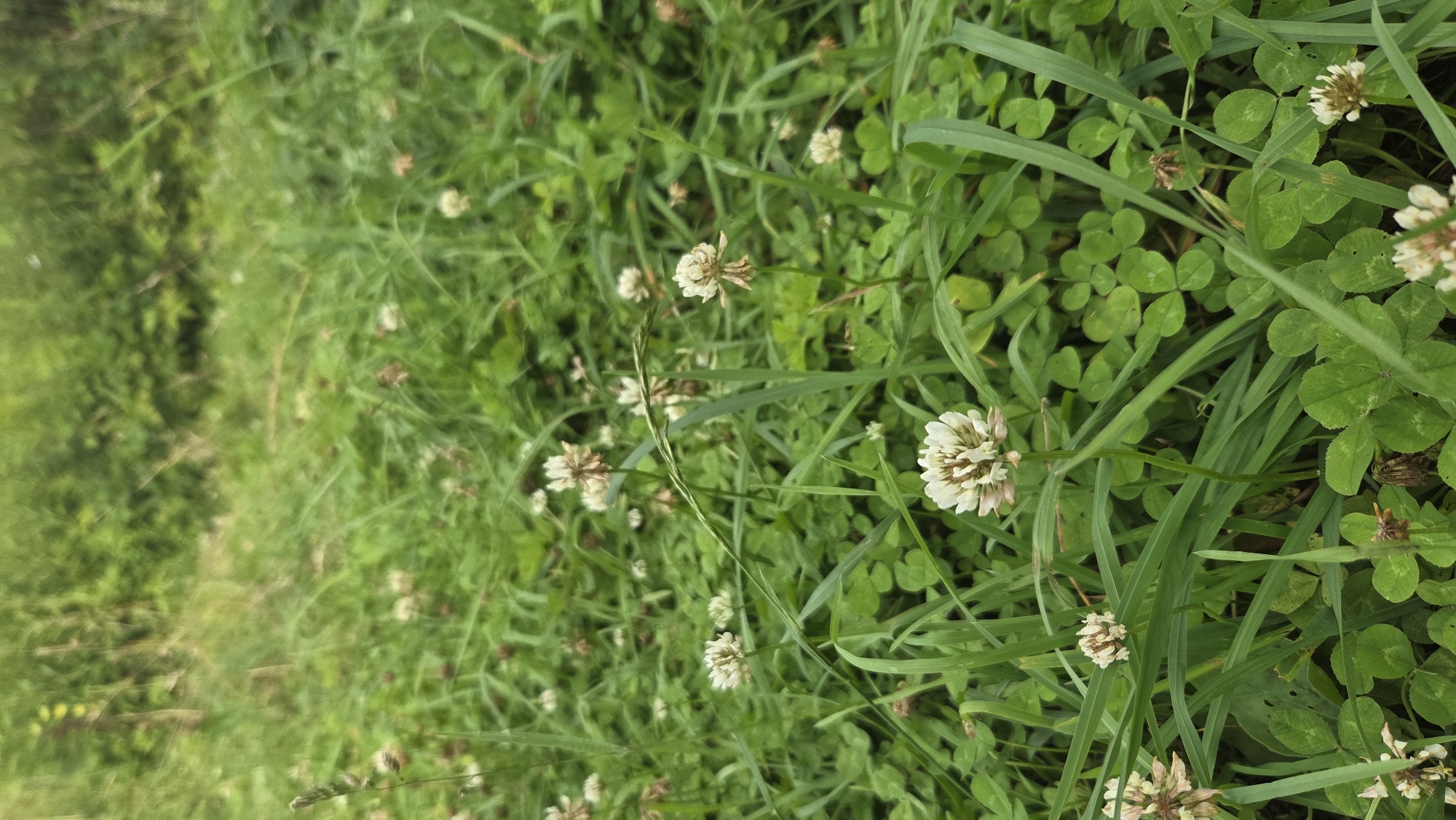 The image depicts a close-up, low-angle view of a grassy area with white clover flowers and lush green vegetation. The scene is outdoors, likely in a meadow or uncultivated field, with dense clover plants and blades of grass filling the frame. Several white clover flower heads are visible, some in focus and others slightly blurred due to depth of field. The background consists of out-of-focus green foliage, suggesting trees or bushes. The lighting appears natural, consistent with daylight. There are no people or man-made structures visible in the image. The environment is natural and appears to be a typical rural or semi-rural landscape. This image was taken in the vicinity of Saurieši, Latvia.