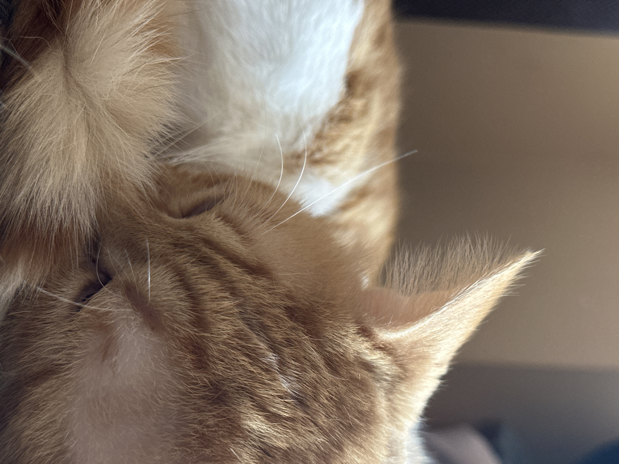 The image is a close-up shot of an orange and white cat sleeping. The cat's fur is detailed, showing the texture and patterns of its coat. The cat's head is tucked in, and its ear is visible, with fine hairs. The background is blurred and appears to be a plain, neutral color, possibly a wall or furniture. There are no elements in the image that indicate a specific location in the city of Sofia, Bulgaria.