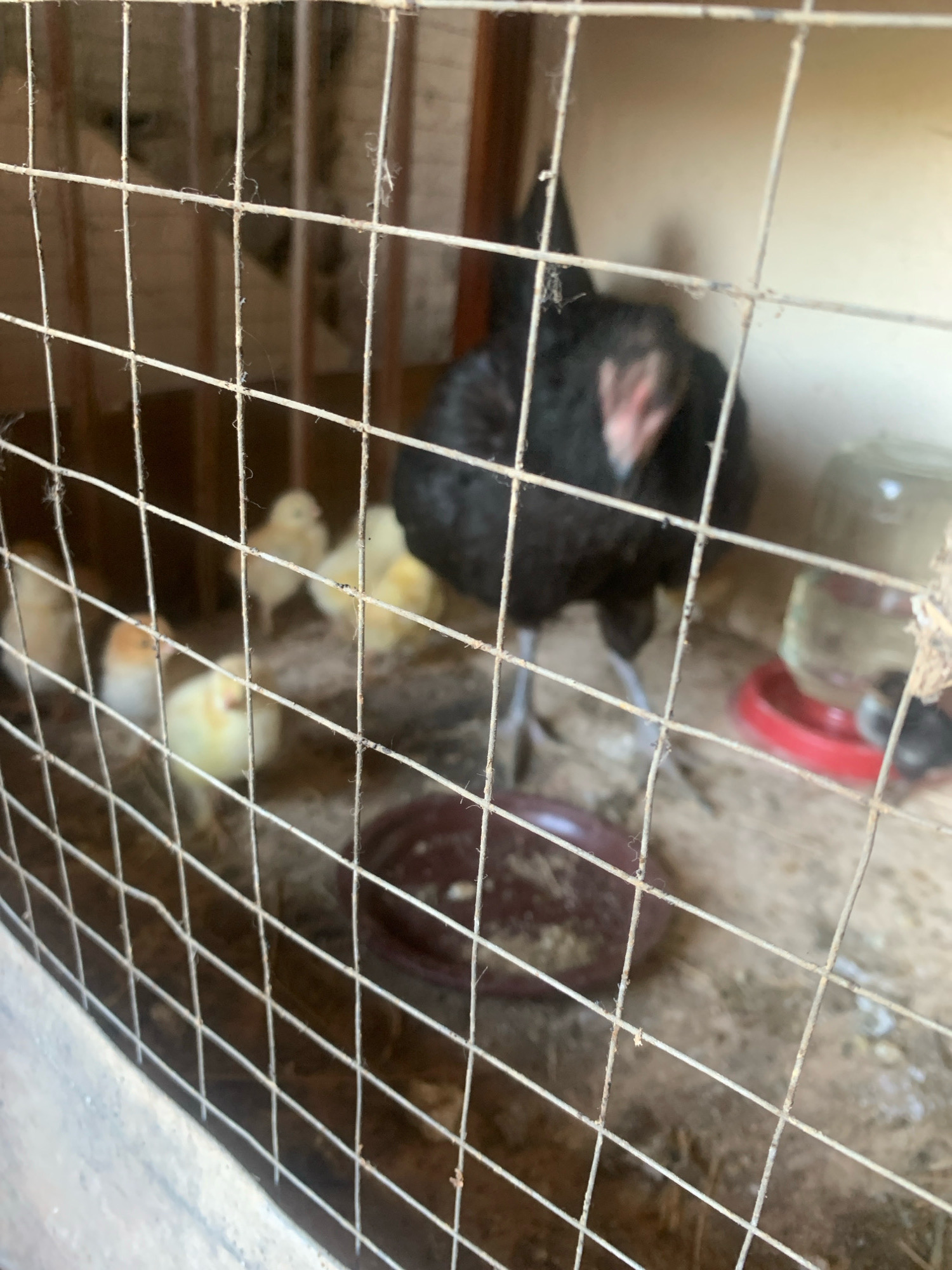 The image depicts a chicken coop interior in Kagan, Uzbekistan. A black hen with a pink comb is visible in the center, with several small yellow chicks scattered around her on the dusty ground. A red-rimmed water dish and a clear plastic water dispenser are also present. The scene is viewed through a wire mesh fence, suggesting the enclosure of the poultry. The lighting is natural and appears to be daylight.