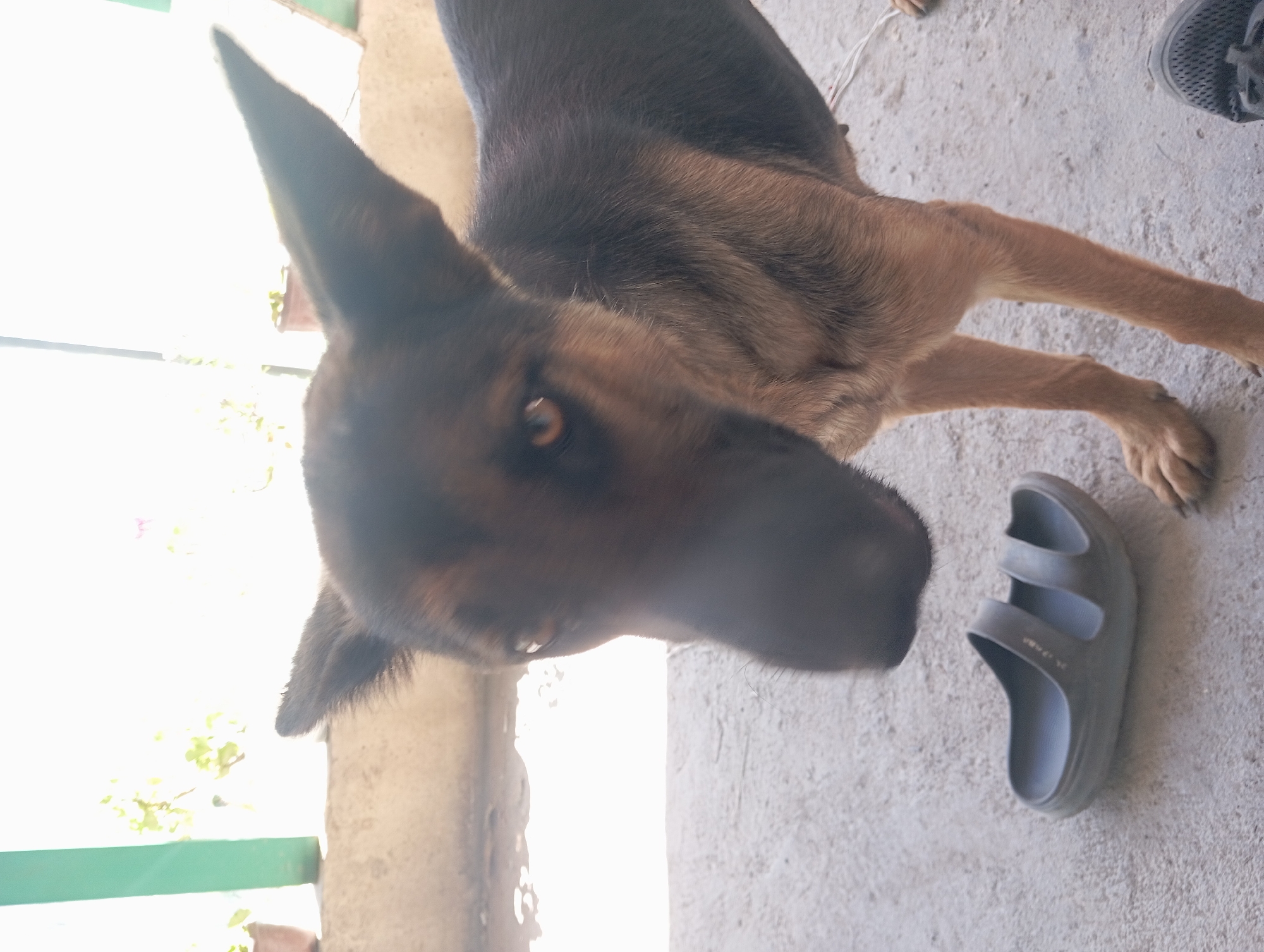 The image shows a medium-sized dog with brown and black fur standing on a concrete surface. The dog is looking towards the camera with its ears perked up. In front of the dog, there is a dark gray sandal on the ground. Behind the dog, a bright light source illuminates a wall and some potted plants. The environment appears to be an outdoor or semi-outdoor area, possibly a patio or courtyard. The image was taken in Кош-Эгер, Kyrgyzstan.