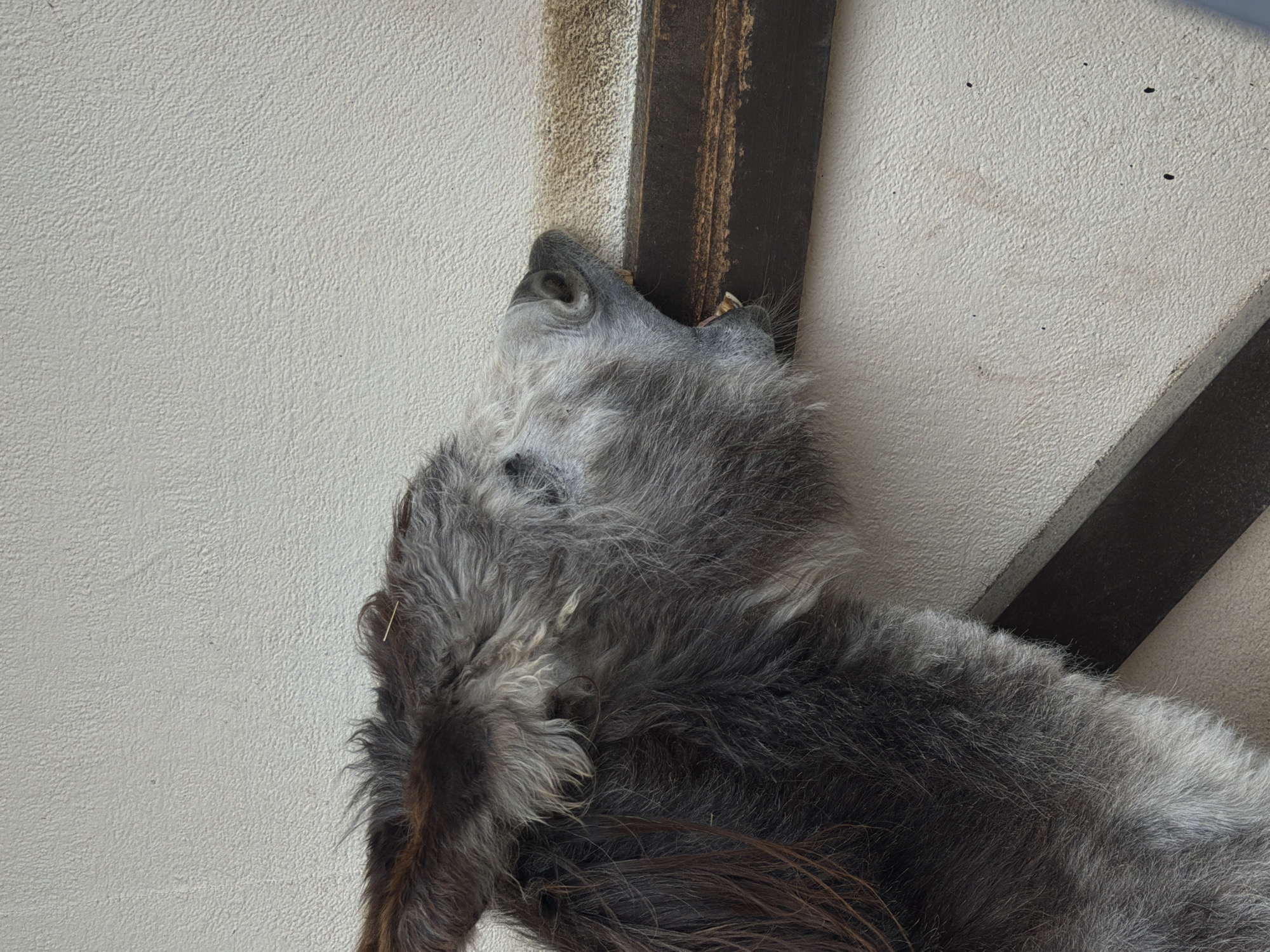 A close-up shot depicts the mounted head of a wolf, possibly taxidermied, affixed to a wall. The wolf's head is angled upward, with its mouth appearing to bite into a dark brown wooden beam attached to the wall. The wall is a light gray color with a slightly textured surface. The location is Saint Petersburg, Russia.