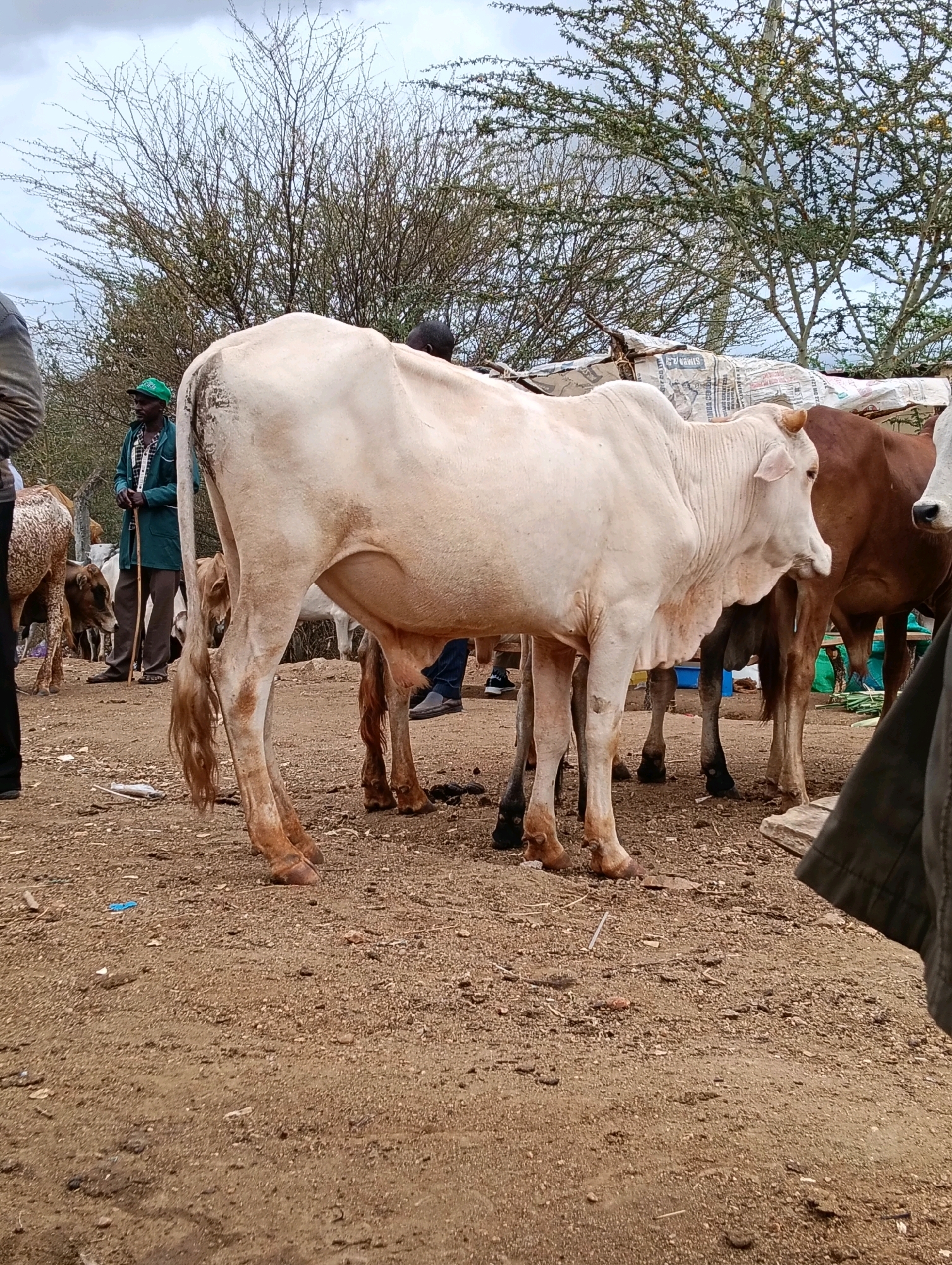 The image depicts a livestock market scene in Zombe/Mwitika Ward, Kenya. A light-colored cow is prominently positioned in the foreground, facing right, with its hindquarters visible. Behind it, a darker brown cow stands to the right, and other cattle are partially visible in the background. A man wearing a green cap and a green jacket is standing to the left, holding a stick and observing the animals. The ground is covered with dirt and some debris. Trees with sparse foliage are visible in the background, against a cloudy sky. The overall environment suggests an open-air market setting.