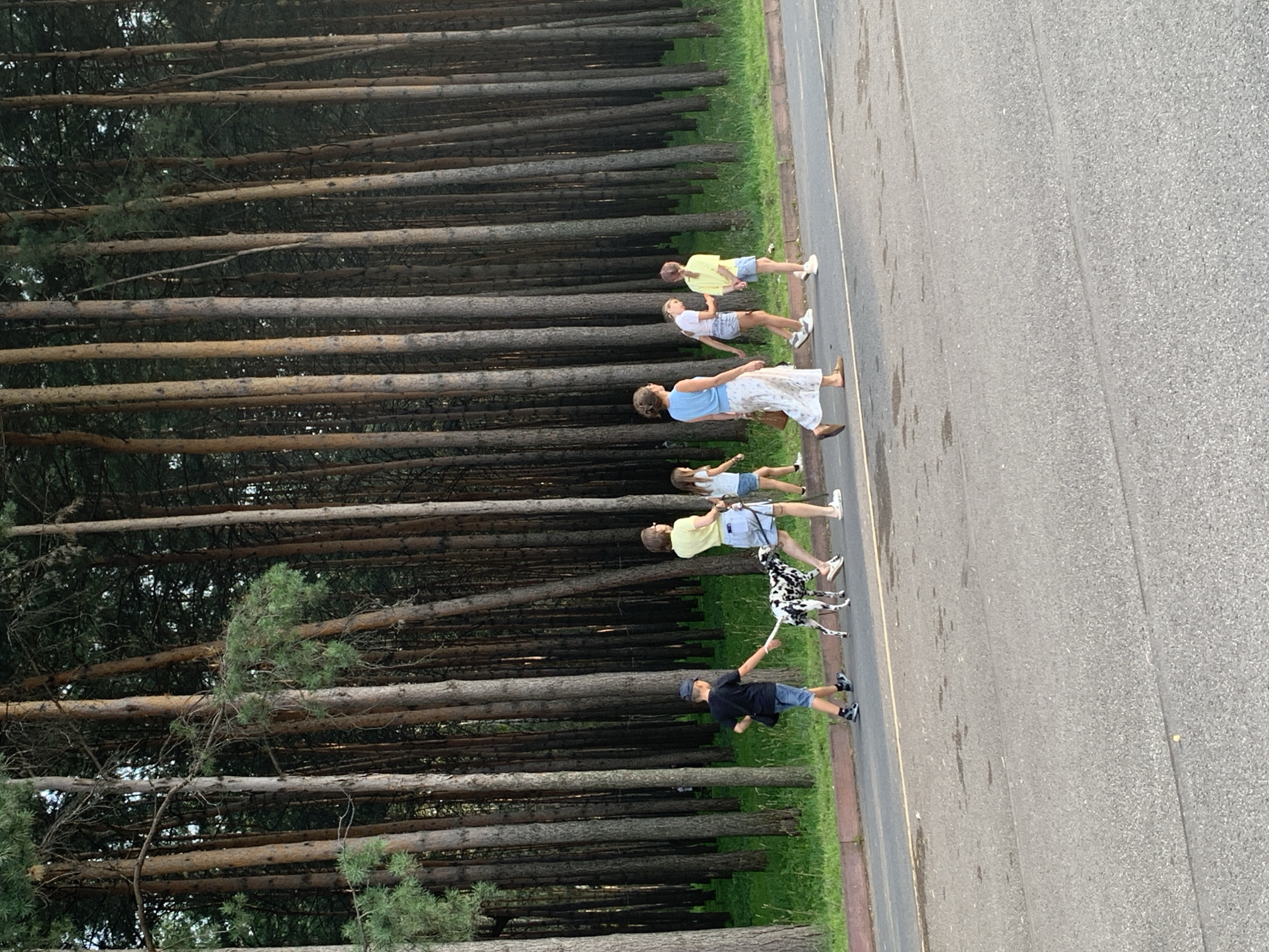 The image depicts a group of people and a Dalmatian dog walking along a paved road adjacent to a dense forest of tall, slender pine trees. A young boy in a black t-shirt and blue shorts, wearing a dark baseball cap, is walking on the left side of the road, holding the dog's leash. The Dalmatian is black and white. To the right of the boy, a woman in a yellow t-shirt and light blue shorts walks, holding the dog's leash. Behind them, a woman in a blue top and a long, patterned white skirt walks with a bag over her shoulder. Two young girls, one in a white top and light blue shorts, and another in a yellow t-shirt and light blue shorts, are walking with the group. The background consists of a thick stand of pine trees with a grassy area between the road and the forest. The scene is likely located in a park or recreational area with a road passing through a forested section. The lighting suggests it is late afternoon or early evening. There is no specific indication that this location is in Prokopyevsk, Russia.