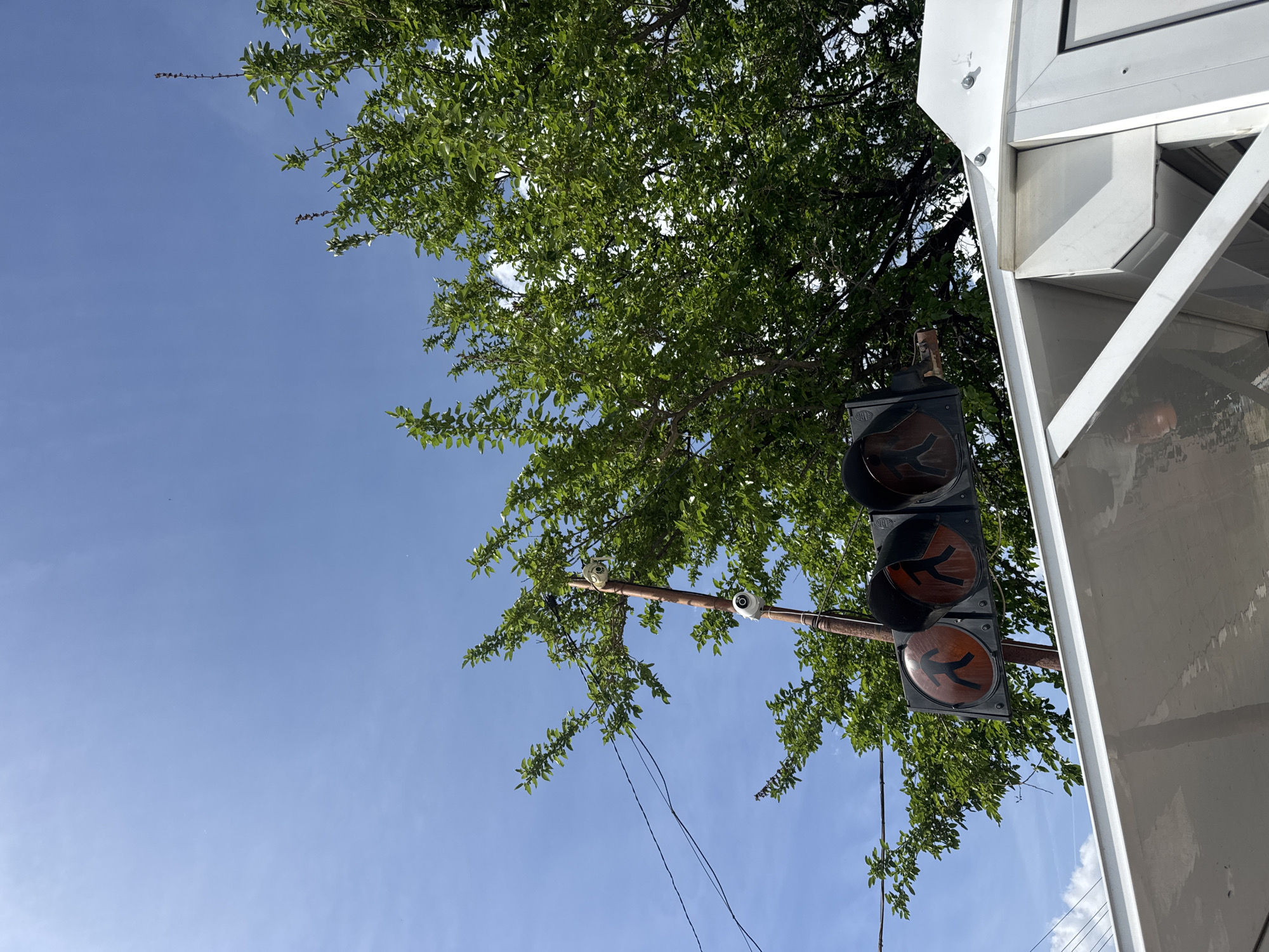 The image presents a low-angle view under a tree against a clear blue sky. A traffic light with pedestrian signals is mounted on a rusty pole, which also supports two small white security cameras. The traffic light displays a pedestrian crossing signal. The upper right corner of the frame shows a white building structure. The location is Pesnopoy, Bulgaria.