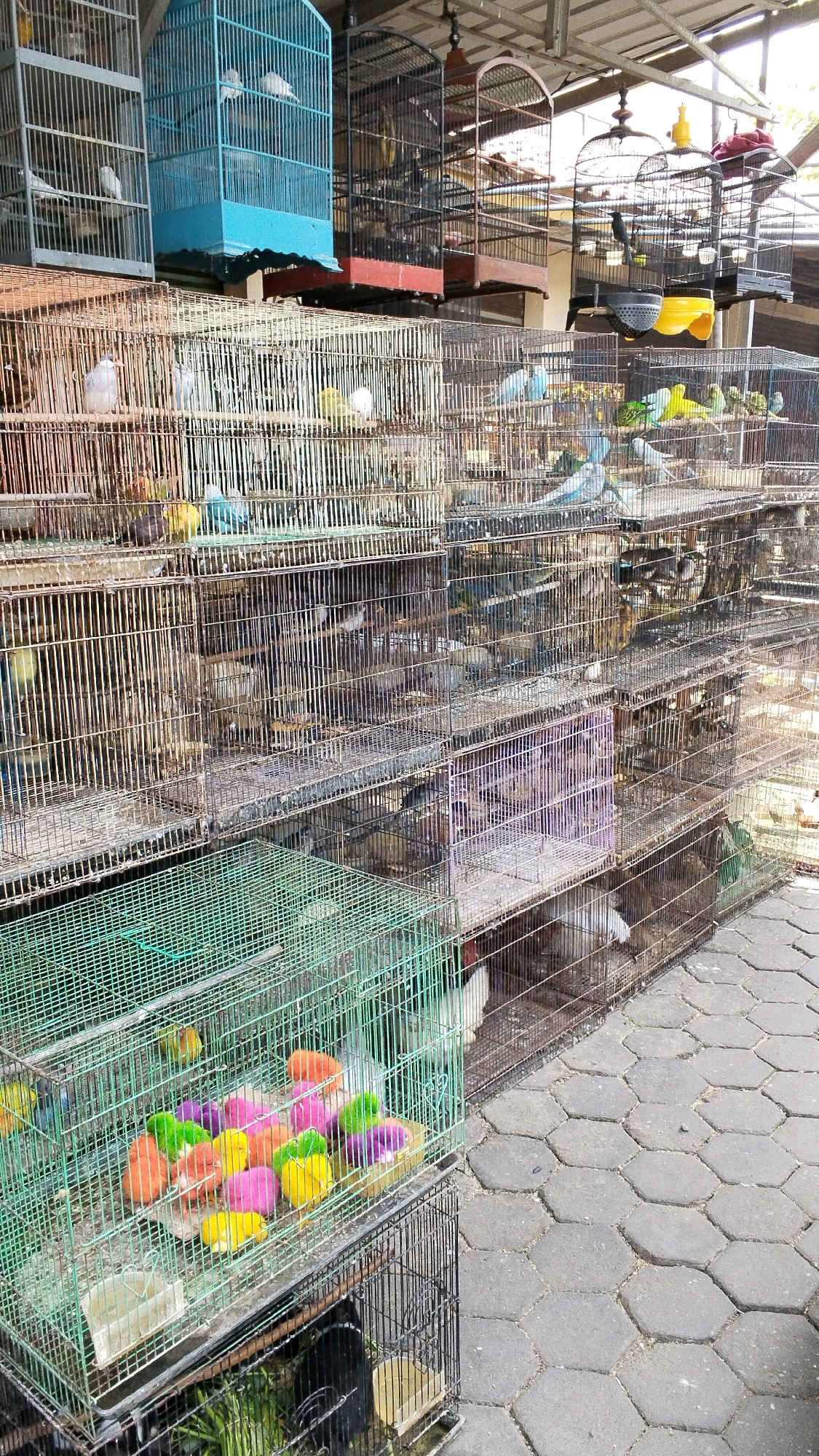 This image depicts a bird market in the city of Mojokerto, Indonesia. The scene is characterized by numerous cages stacked vertically, containing a variety of birds. These cages, made of wire mesh and metal frames, are of different sizes and colors. Some are rustic and appear old, while others are newer. Inside, birds of various species, including what appear to be parakeets and other small songbirds, are visible. In the foreground, a green metal cage contains several brightly colored decorative bird toys, resembling pom-poms in yellow, pink, green, and orange. These are arranged in a shallow tray. Beyond this cage, other cages are visible, some housing birds, and others appearing empty or containing bedding. The ground is paved with hexagonal grey stone tiles. The background reveals a structure with a corrugated metal roof, suggesting an outdoor market stall. The overall impression is a busy marketplace focused on the sale of birds and related accessories. There are no people visible in the image.