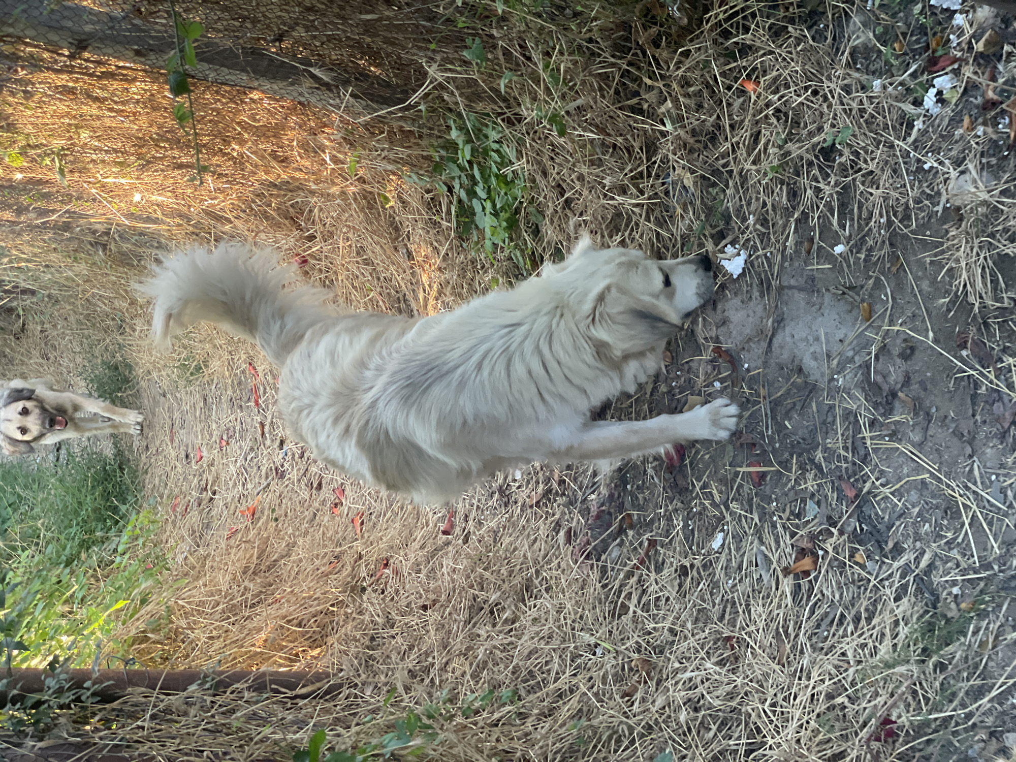 In this outdoor, daytime scene, two dogs are visible in a dry, grassy area. The primary subject is a large, light-colored dog with fluffy fur, lying on its side. Its head is turned to the right, and its gaze seems to be directed downwards. The dog is positioned in the center-right of the frame, with its body extending towards the left.
To the left of the large dog, a smaller dog is seen from a higher angle, with its front paws outstretched and its mouth open, as if panting or about to bark. This dog has darker markings around its eyes and ears.
The ground is covered in dry, straw-like grass, with scattered leaves and some small white objects that could be pebbles or debris. In the background, a wire fence is visible, with some green foliage growing along it. The lighting suggests it is daytime, possibly late afternoon, with sunlight casting shadows and highlighting the dry grass. The overall impression is of a natural, outdoor environment. No text is visible in the image. The scene appears to be a casual outdoor setting, possibly a yard or park. The dogs' expressions could suggest playfulness or alertness. The location context of Aktau, Kazakhstan, indicates a potentially arid or semi-arid climate, which aligns with the dry grass in the image.