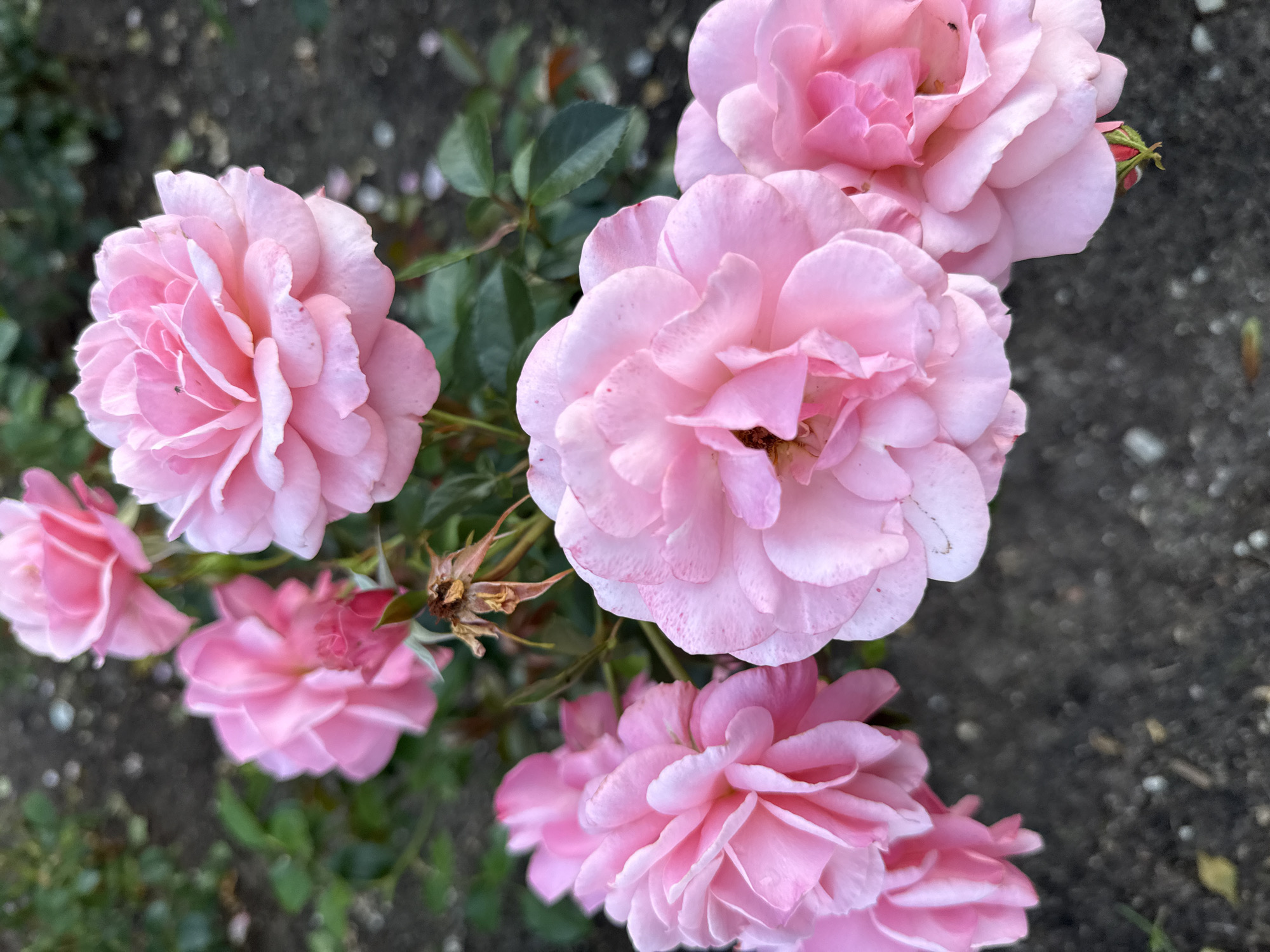 This is a close-up, vertical, eye-level, outdoor shot of several pink roses in bloom. The roses are clustered together in the foreground, with their petals unfurling in layers. The background consists of dark soil and some green foliage. The lighting is natural and appears to be from an overcast day. The scene is devoid of any human presence or activity. It's impossible to determine the specific location in Tallinn, Estonia, from the image alone.
