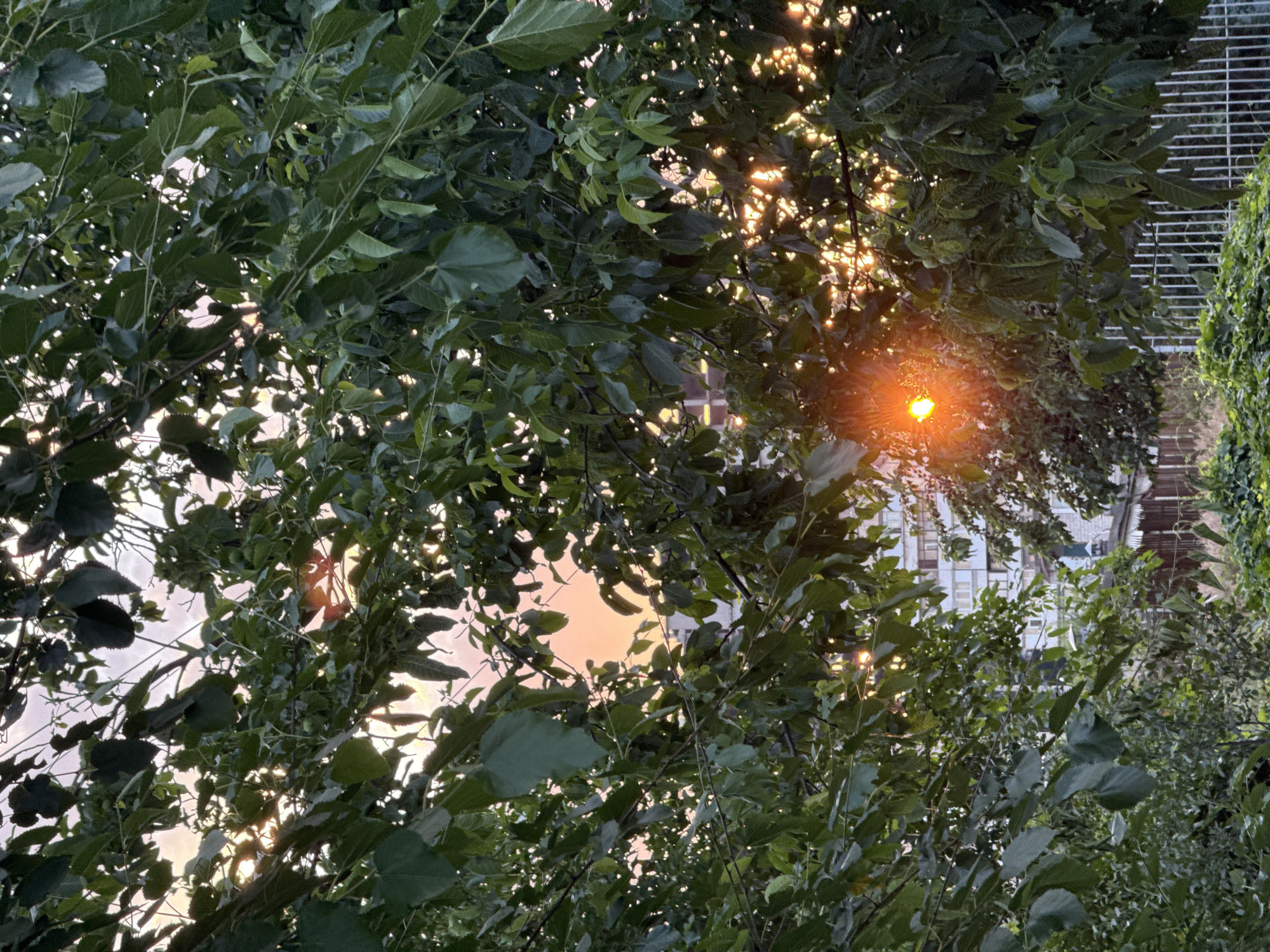 The image captures a view through dense green foliage, with the sun setting and casting an orange glow through the leaves. The setting sun is a prominent subject, visible as a bright orb and its rays piercing through the branches. In the background, indistinct buildings and a white grid structure suggest an urban or suburban environment. The time of day is clearly sunset, with the warm, soft light illuminating the scene and creating a tranquil mood. The weather appears clear, as the sun is visible. The location cues, such as the buildings and the grid structure, are general and do not provide specific identifying details of Zaporizhzhia, Ukraine. No text is visible in the image. The overall impression is one of nature encroaching on or interacting with man-made structures, with the beauty of the sunset providing a serene atmosphere.