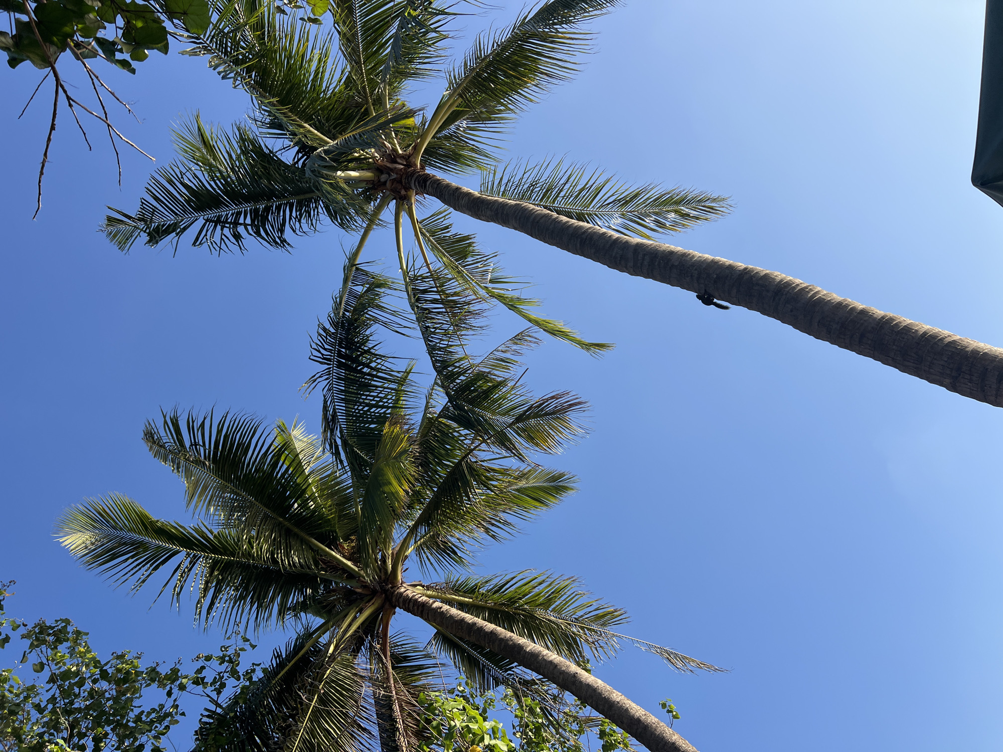 In Kuta, Indonesia, two palm trees with full fronds are angled towards a clear blue sky. The palm on the left is closer to the viewer and leans to the left, its fronds reaching towards the top left corner of the frame. The palm on the right is further away and leans to the right, its fronds extending towards the top right. A small, dark creature, possibly a squirrel or monkey, is visible climbing up the trunk of the right palm tree. The lower portion of the image shows a dark green canopy or tarp, suggesting a shaded area beneath the trees. Lush green foliage is also visible in the top left and top right corners of the image.