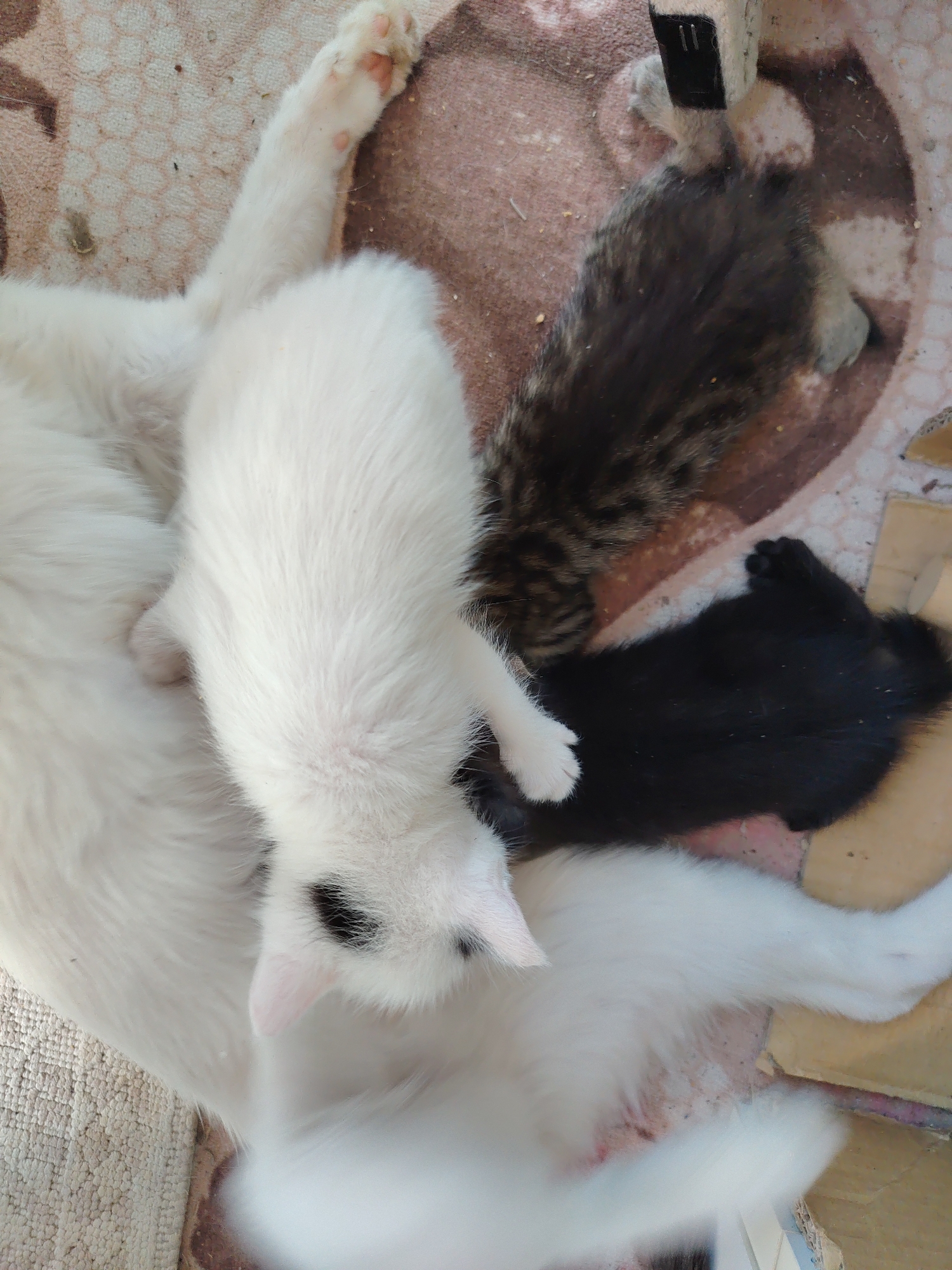A white cat is lying on a patterned mat in what appears to be an outdoor setting. On top of the white cat are three kittens: one white with a black spot on its nose, one black, and one tabby. One of the kittens is nursing. The scene is likely in Konyaaltı, Turkey, given the context.