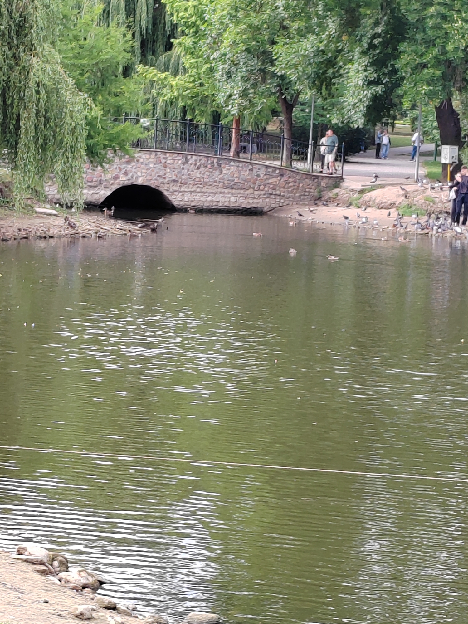 The image depicts a serene park scene with a body of water and a stone bridge. The water, reflecting the lush greenery of the surrounding trees, is populated by several ducks. On the bank, a flock of birds, likely pigeons, is gathered near a paved pathway where a few individuals are walking and observing the scene. The bridge, constructed of stone, has a metal railing along its top and an archway that allows water to flow beneath it. The overall environment suggests a public park, possibly located in Brest, Belarus, given the context provided. The time of day appears to be daytime, with diffused light indicating overcast or partially cloudy conditions.