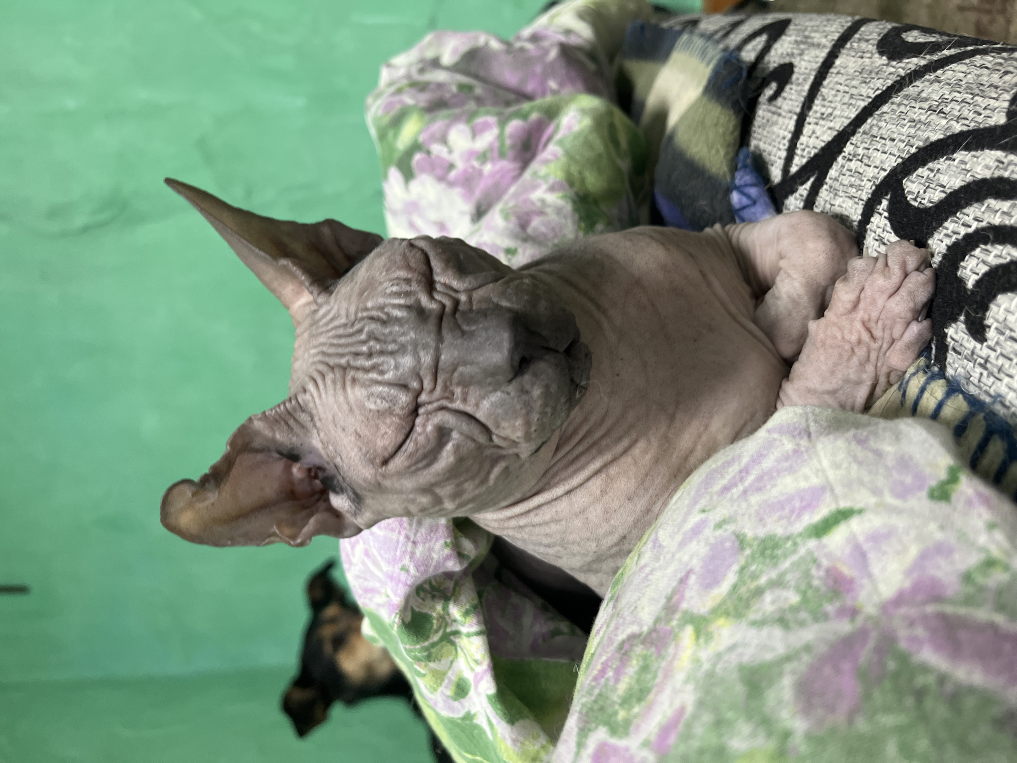 This media file features a close-up shot of a Sphynx cat nestled amongst patterned blankets. The cat's skin is wrinkled, with prominent folds around its face and ears. It appears to be sleeping or resting, with its eyes closed and its body tucked into the fabric. The blankets are decorated with a floral pattern in shades of green and purple, and another blanket with a more geometric design is visible in the background. A hint of another animal, possibly a dog, can be seen in the lower left corner, partially obscured by the cat and blankets. The background is a solid, light green color, suggesting an indoor setting. The lighting appears to be soft, likely from an indoor source. The overall mood conveyed is one of comfort and relaxation. No text is visible in the image.