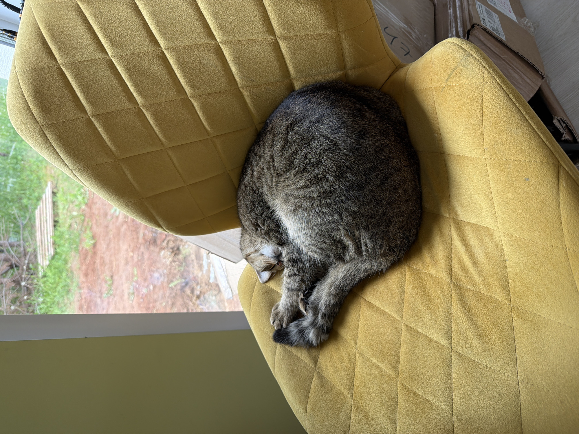 An elevated shot captures a tabby cat sleeping soundly, curled into a tight ball on a mustard yellow, quilted chair. The cat's striped fur, a blend of dark and light brown-grey tones, is visible, with its face tucked inwards and its tail wrapped around its paws. The chair's upholstery features a diamond-shaped quilted pattern, and the fabric appears soft, possibly velvet or suede-like, showing some minor scuffs from use. A second similar yellow chair is partially visible on the left.
The setting is an indoor space, likely a home, with a window providing a clear view to the outside. Beyond the window, green grass and patches of brown soil are visible, indicating a natural outdoor environment, possibly a garden or yard, under natural daylight. To the right of the chairs, several stacked cardboard boxes are present, suggesting storage or recent unpacking. One box clearly displays the Cyrillic letter 'У'. The overall impression is one of peaceful domesticity in Chaikovsky, Russia, with the cat appearing completely relaxed and comfortable.