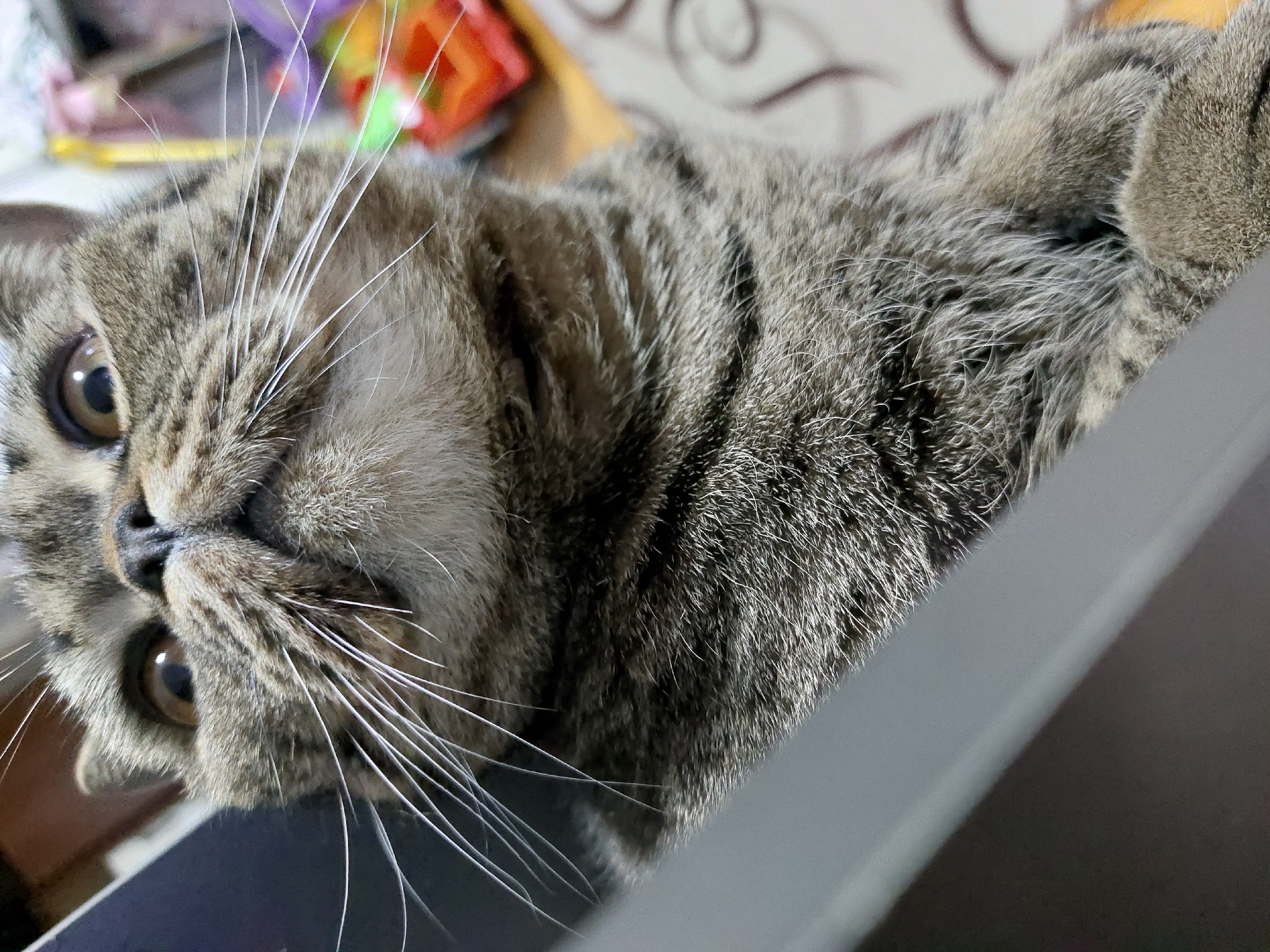 A close-up, slightly rotated image depicts a tabby cat with a distinctive gray and black striped coat. The cat's face is prominent, revealing amber eyes and long, white whiskers. The cat appears to be lying down with a paw visible near its head. A gray surface, likely a table or desk, is in the foreground, partially obscuring the cat. The background includes blurred colorful objects, possibly toys. The location is unknown as the information can not be extracted from the image.