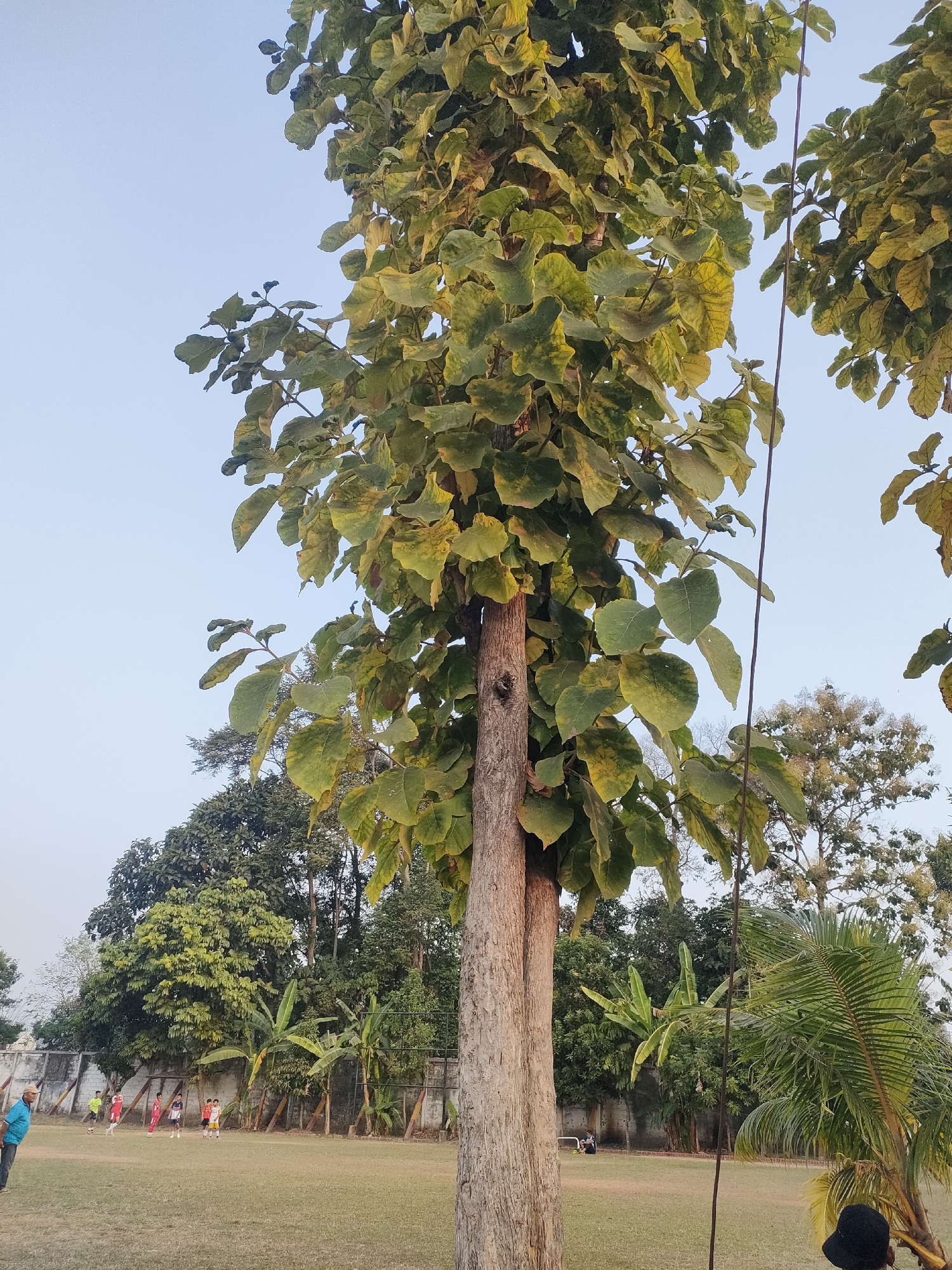 In Banguntapan, Indonesia, a large tree with broad, leathery leaves dominates the foreground, its trunk rough and textured. Behind it, a grassy field stretches out, dotted with smaller trees and banana plants. A low, white concrete wall runs along the back of the field, bordered by more dense foliage. In the mid-ground, several young people in athletic wear are visible on the field, appearing to be engaged in a game of some sort. The sky above is a pale, clear blue, indicating a daytime scene.