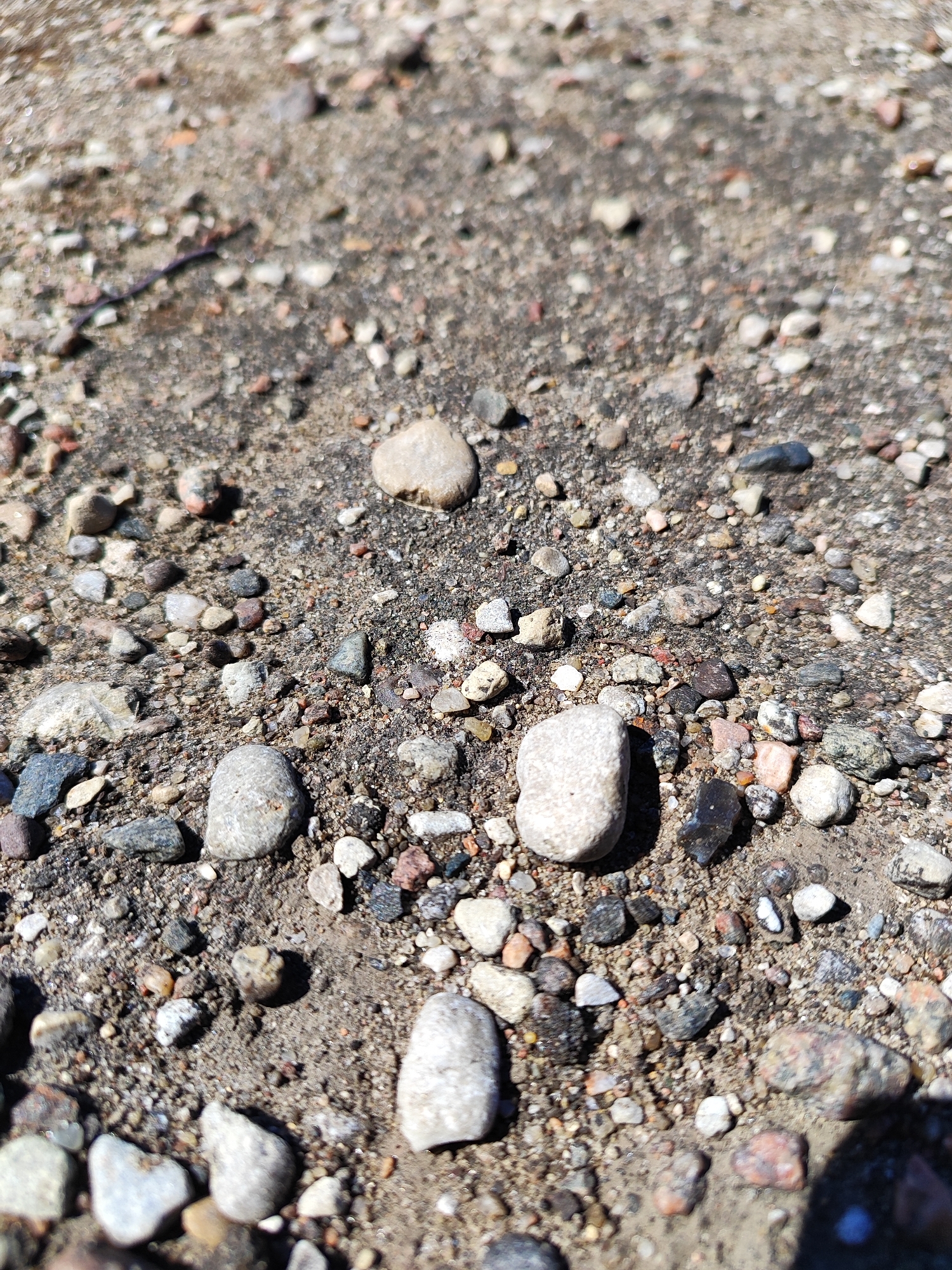 The image shows a close-up, ground-level view of gravel and dirt, likely on a pathway or roadside. The surface is composed of numerous small stones of various colors, including grays, whites, browns, and some reddish hues, interspersed with darker soil. Several larger, smooth, rounded stones are visible, particularly in the foreground. The lighting suggests it is daytime, with shadows cast by some of the larger stones. The scene is devoid of any discernible human activity or specific landmarks that would indicate a location within the city of Hrodna, Belarus. The focus is solely on the texture and composition of the ground surface.