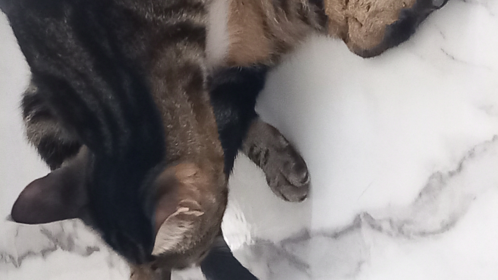 This is a close-up, eye-level, vertical shot of a tabby cat in Agios Nektarios, Greece. The cat is lying on a white surface with gray veining, resembling marble. The cat's head is lowered, and it appears to be grooming its paw, which is visible in the foreground. The cat's fur is striped brown and black. The background is blurred and out of focus.