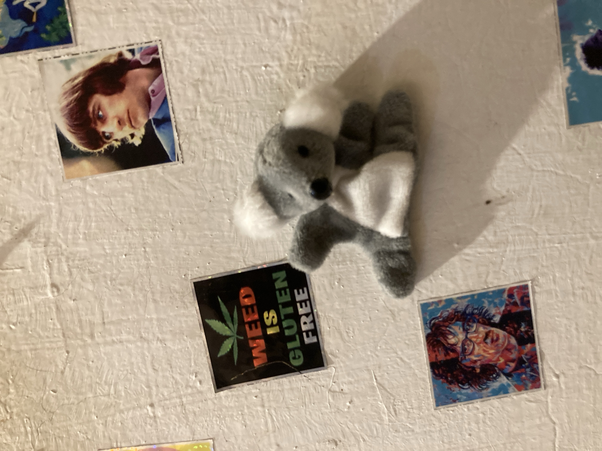 The image displays a textured white wall featuring a small plush koala and several square pictures or stickers. A gray and white koala plush toy, with a black nose, is positioned in the center-right, casting a shadow to its right. Its head faces towards the lower left of the frame.
In the upper left quadrant, a square picture shows a person with reddish-brown hair, looking towards the right side of the frame with a serious expression, wearing a collared shirt.
Below the koala and to the left, a black square sticker prominently features a green cannabis leaf. White, red, and yellow text on the sticker reads: "WEED IS GLUTEN FREE".
Another square picture, located in the bottom right, depicts a person's face rendered in a colorful, abstract, possibly pop-art style, with a blue background and red and orange tones. The person appears to be wearing glasses. A small portion of a fifth square image is visible at the top edge of the frame, to the right. The lighting suggests an indoor environment.