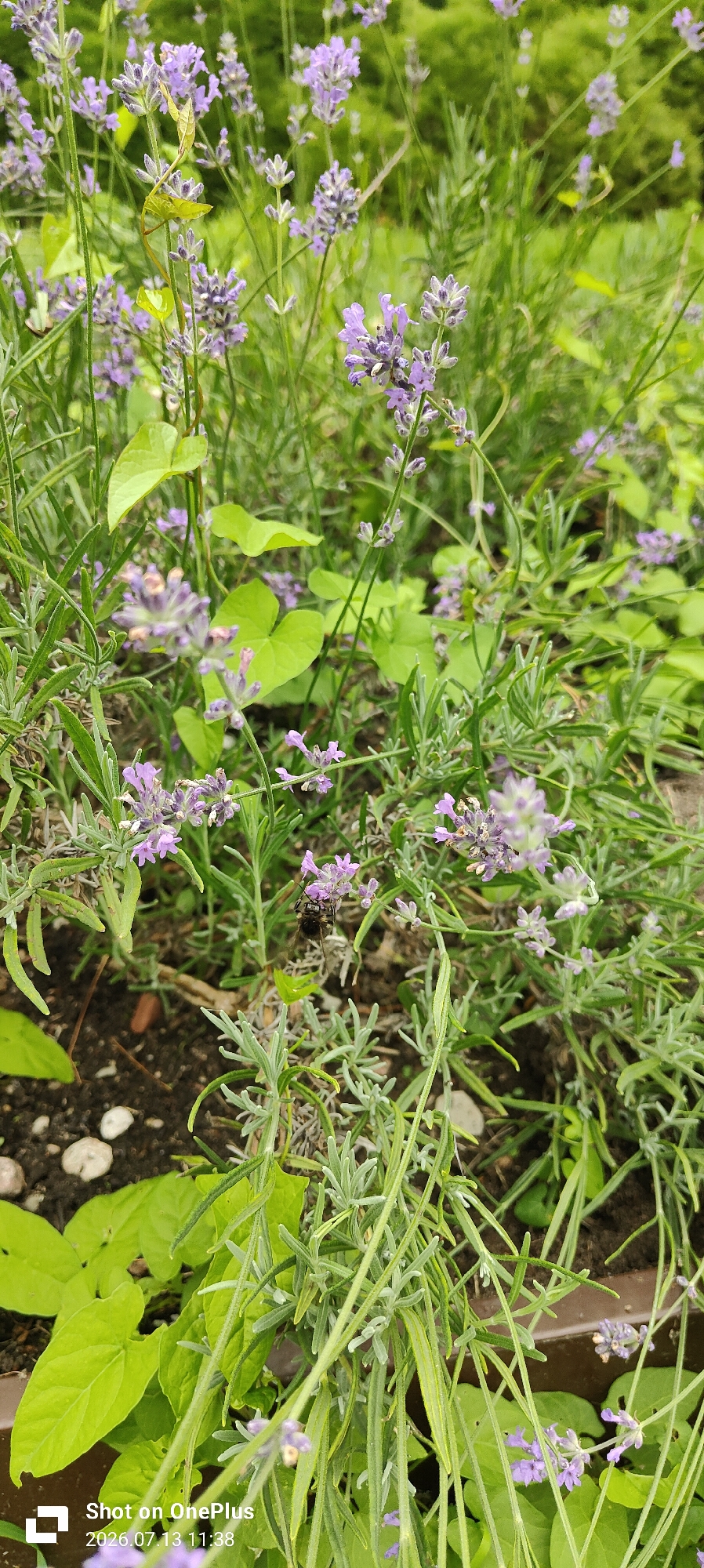 The image shows a close-up view of lavender plants with a bee collecting nectar from a lavender blossom. The background is blurred green foliage. The scene is outdoors, likely in a garden or park setting. The lower right corner of the image has a watermark that reads "Shot on OnePlus" and a date and time stamp of "2026.07.13 11:38". No specific location in Kaliningrad, Russia is discernible from the image itself.