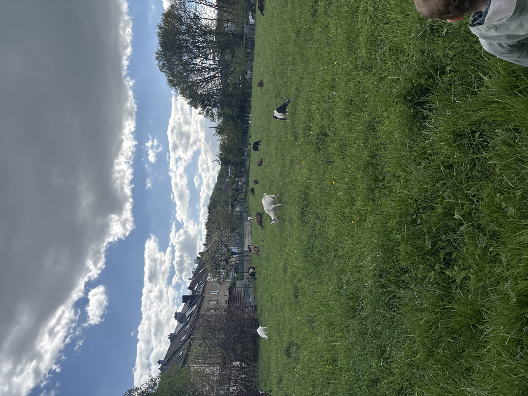 The image displays a vibrant outdoor scene featuring a large, grassy field populated by several goats under a partly cloudy sky. The field, covered in lush green grass and dotted with small yellow flowers, serves as the primary setting for the animals. Multiple goats of varying colors, including white, black, brown, and black-and-white, are seen scattered across the field, actively grazing. A person, likely a child, is partially visible in the upper right corner, seen from the back, appearing to observe the goats.
In the background, a row of residential buildings with sloped roofs and visible windows can be seen, separated from the field by a fence and several trees. Beyond these structures, a tree-covered hillside rises, and the spire of a church is discernible in the distance. The sky features bright blue patches interspersed with fluffy white cumulus clouds, and a larger, darker cloud formation spans the left side of the frame. The bright lighting suggests it is daytime. The scene combines elements of nature with a residential area, set in Pétange, Luxembourg. No text is visible in the image.