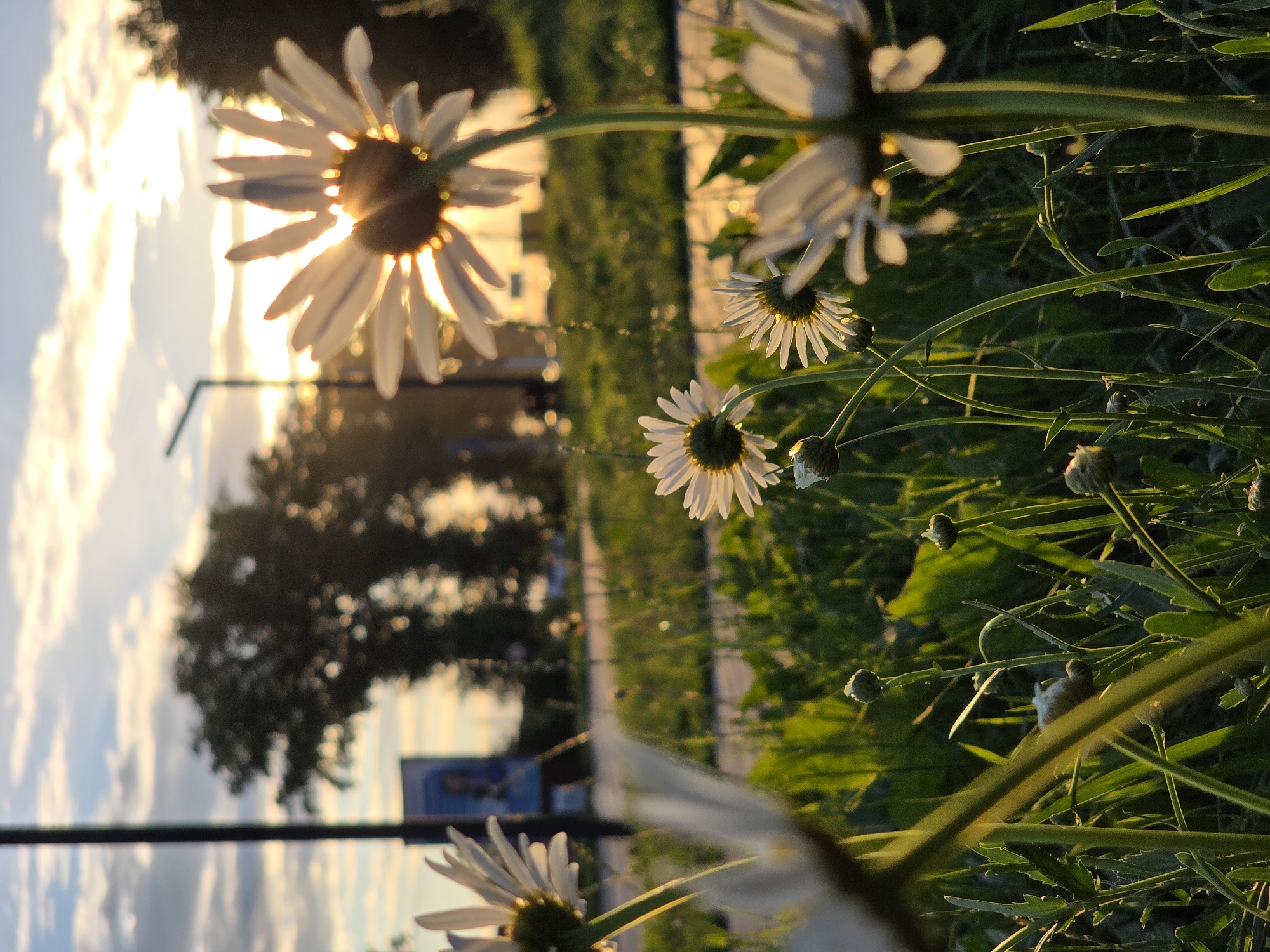 The image captures a close-up, low-angle view of white daisies in a garden, with a sunset in the background. The sun's rays are filtering through the petals of the flowers, creating a backlit effect. Several daisies are in focus, showing their delicate white petals and dark centers, while others are blurred. The background reveals a softly focused scene with green foliage, a tree silhouette, and a bright sky filled with clouds illuminated by the setting sun. A lamppost is also visible on the left side of the frame, along with a glimpse of a blue sign with some text, though it's unreadable. The overall mood is serene and peaceful, enhanced by the warm glow of the sunset and the natural beauty of the flowers. The time of day is clearly sunset, indicated by the warm, golden light and the position of the sun. The presence of daisies suggests an outdoor setting, likely a garden or a meadow. The location is identified as Chaikovsky, Russia.