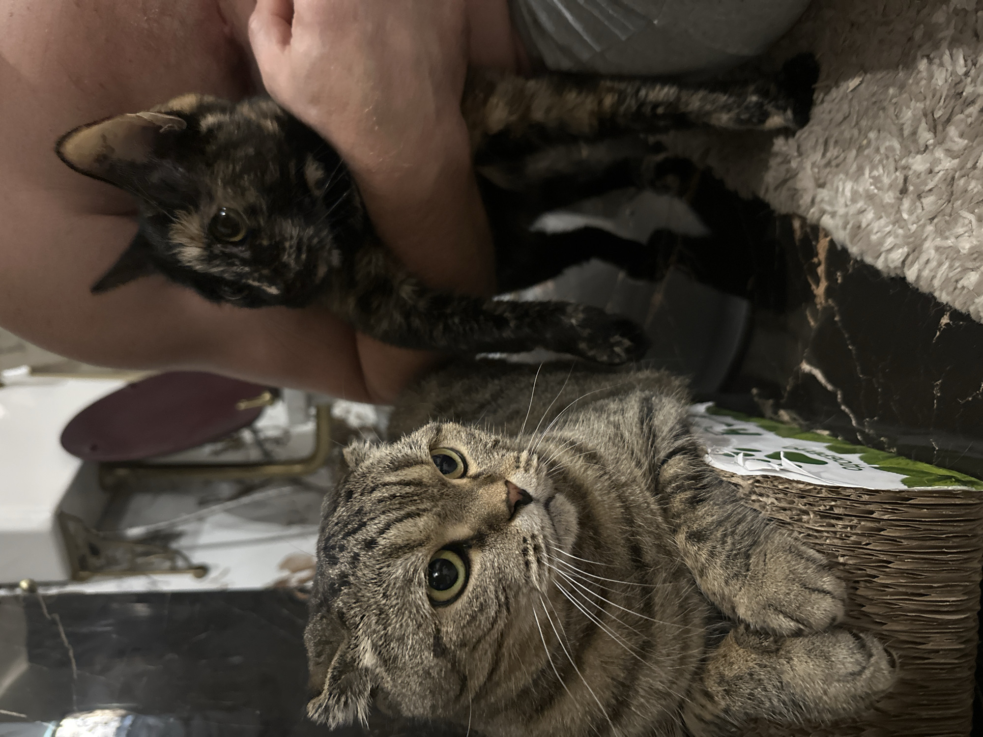 A tabby cat with folded ears is resting on a cardboard scratching post. To its right, a person is holding a tortoiseshell cat. The background appears to be an indoor environment with tiled walls and a patterned rug. The image is taken from a low angle. The specific location within Virki, Russia, is not discernible from the visual information provided.