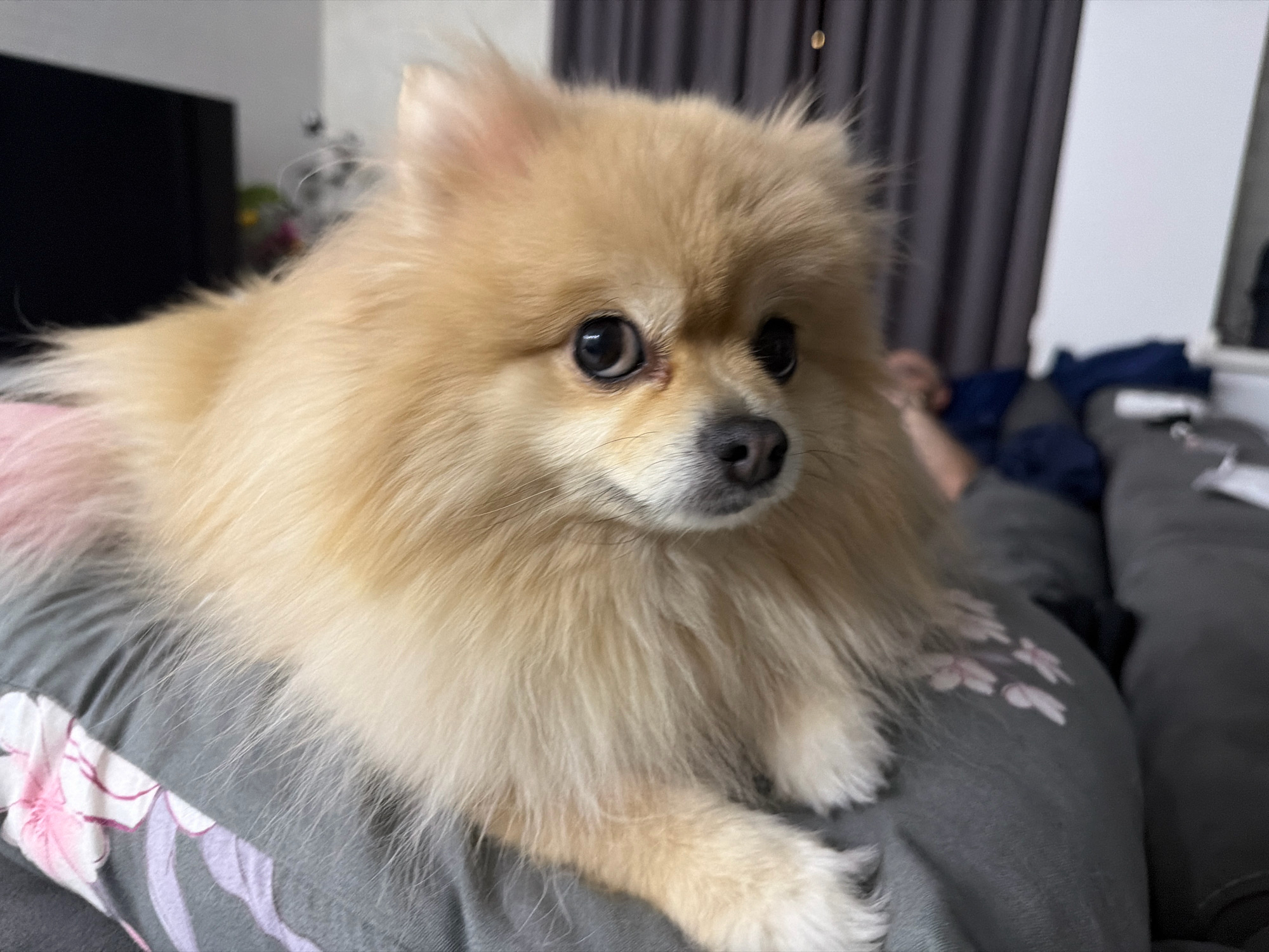 A light brown Pomeranian dog with dark eyes is lying on a gray pillow with a floral pattern. The dog is looking to the right of the frame with its head slightly tilted. The dog's fur is fluffy and covers most of its body. The background is blurred, showing a dark curtain and a white wall. It is not possible to determine the location in the city of Tbilisi, Georgia from the image.