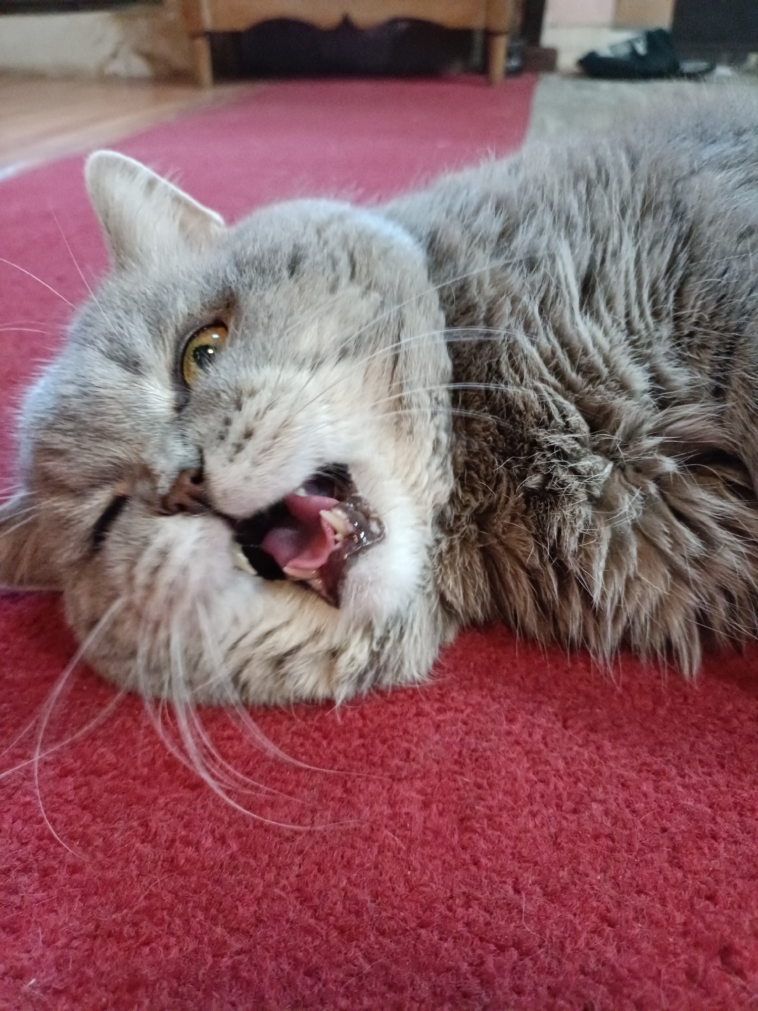 A close-up, eye-level shot shows a fluffy, gray cat lying on its side on a textured red carpet. The cat's head is tilted, and its mouth is open, revealing its pink tongue and teeth. One eye is visible, a light amber color, with a slit pupil. Long, white whiskers extend from its snout. The cat's fur is thick and appears slightly matted in places. The background is blurred, but hints of furniture and flooring can be seen, suggesting an indoor setting. The overall impression is of a relaxed or playful cat in a home environment, possibly in Bataysk, Russia, given the prompt.