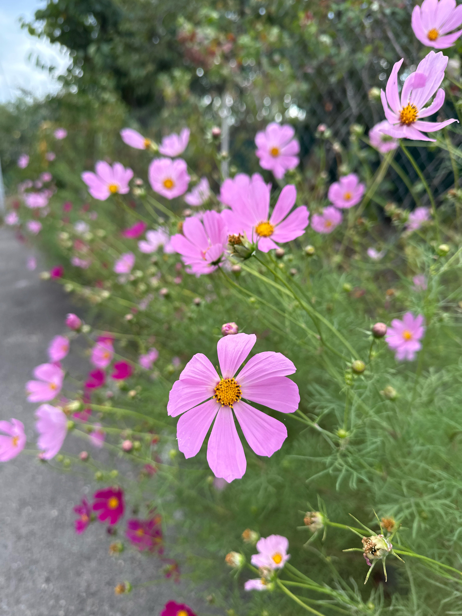 The image shows a cluster of pink cosmos flowers in bloom, with their delicate petals and yellow centers. The flowers are growing along a paved path, and a chain-link fence can be seen in the background, suggesting an urban or suburban setting. The focus is on the flowers in the foreground, with a shallow depth of field that blurs the background. The overall impression is one of natural beauty in a cultivated environment. There is no discernible indication of the specific location being in Stavropol, Russia. The image does not contain any people, actions, or interactions.