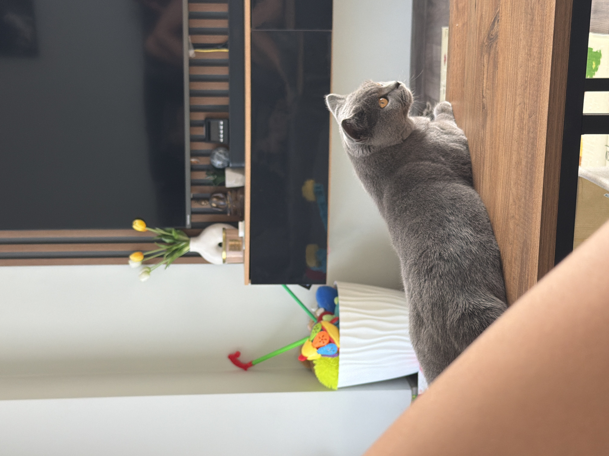 A gray cat is standing on its hind legs and grasping a wooden door frame with its front paws. The cat is looking upwards with its yellow eyes. Behind the cat, there is a television mounted on the wall, a vase of flowers, and a white container filled with colorful toys. An arm extends from the bottom right of the frame. The location appears to be inside a residence in the city of Unknown, Unknown.