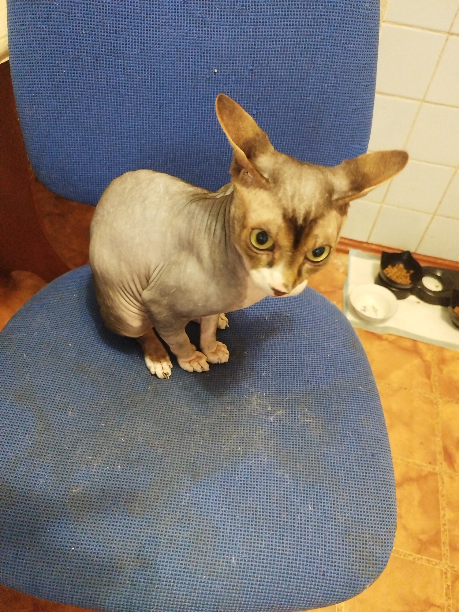 A Sphynx cat with light brown and grey fur is sitting on a blue upholstered chair. The cat has large ears and yellow eyes. Its front paws are visible, resting on the seat of the chair. The background includes a tiled wall and floor, and a white tray with two black food bowls, one containing kibble, and a white bowl. The scene appears to be indoors, likely in a home.