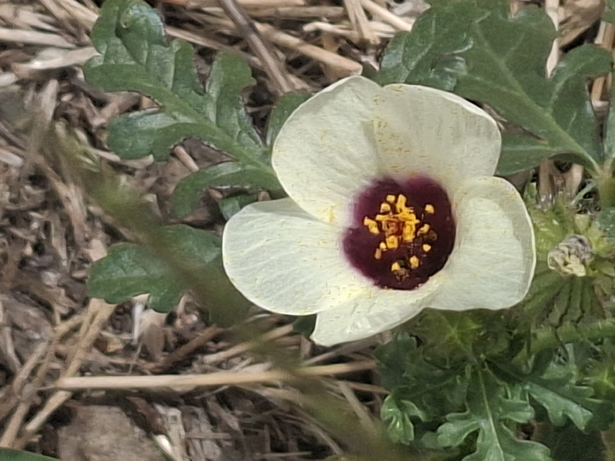 A close-up, top-down view of a single, pale yellow flower with a deep purple center and bright yellow stamen. The flower is surrounded by green, serrated leaves and the dry, straw-like debris of the natural environment, likely on the ground. The background consists of more dried plant material and some larger, muted brown elements, suggesting a dry, possibly arid or steppe-like terrain. The flower is the primary subject, sharply in focus, with the surrounding foliage and ground slightly less distinct. There are no people or man-made objects visible. The setting appears to be a natural outdoor area.