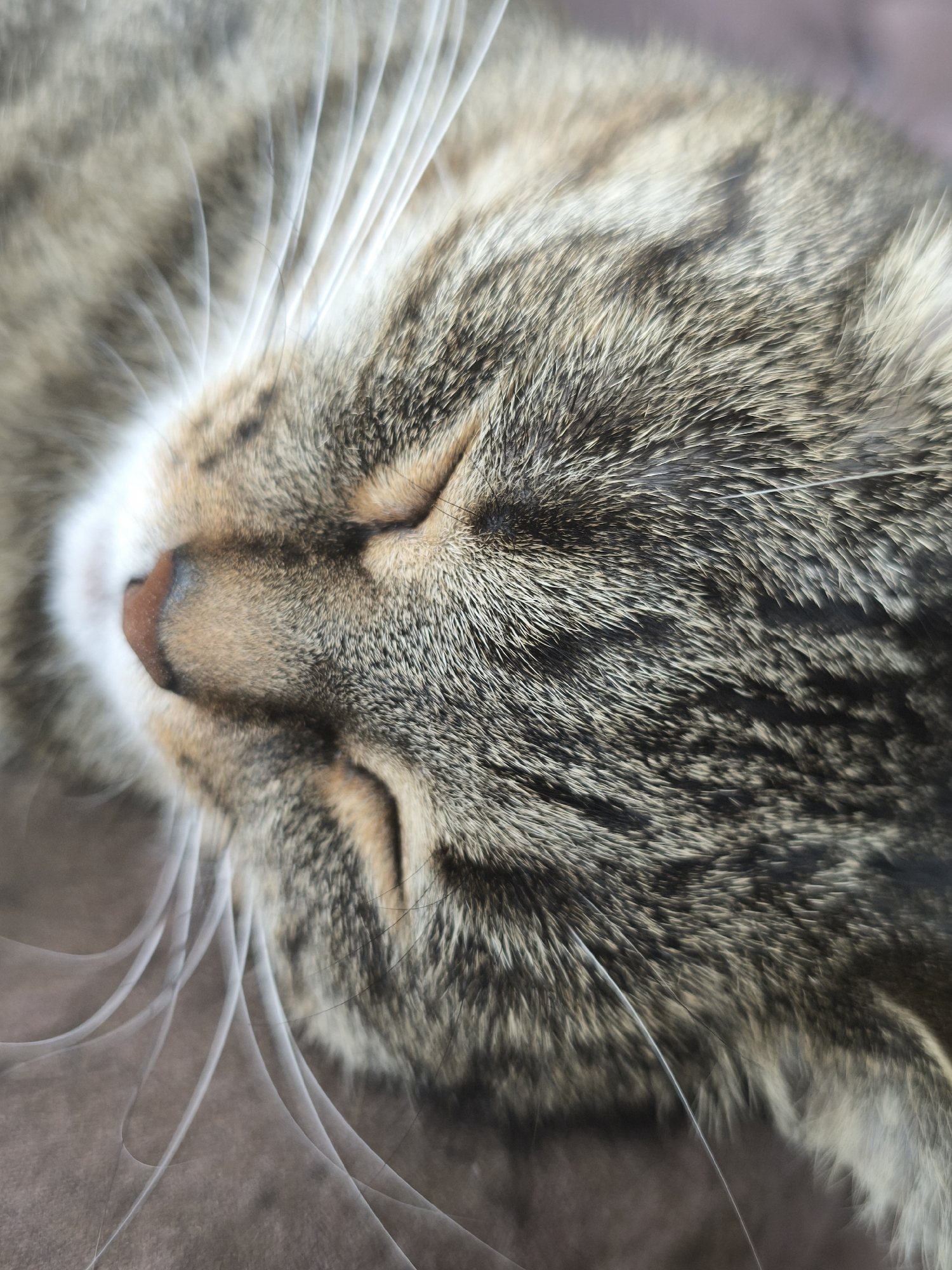 The image is a close-up, overhead shot of a domestic cat's face, which is sleeping. The cat has tabby markings with grey, brown, and black fur. Its eyes are closed, and its pink nose is visible. Long, white whiskers fan out from its muzzle. The background is a soft, blurry brown surface. The image does not provide any information about the location in the city of Chekhov-2, Russia.