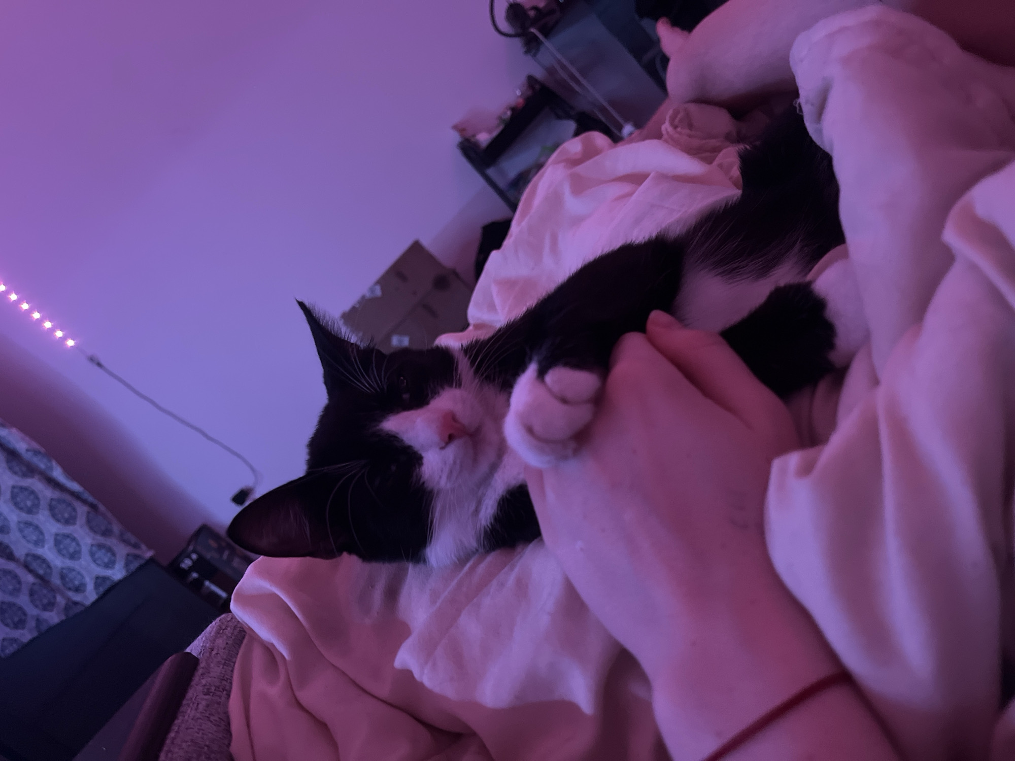A black and white cat is lying on a bed covered in white bedding. A person's hands are gently holding one of the cat's paws. The room is illuminated by a purple light. In the background, there is a dark shelving unit and a patterned wall. The location is not identifiable as Saint Petersburg, Russia from the given information.