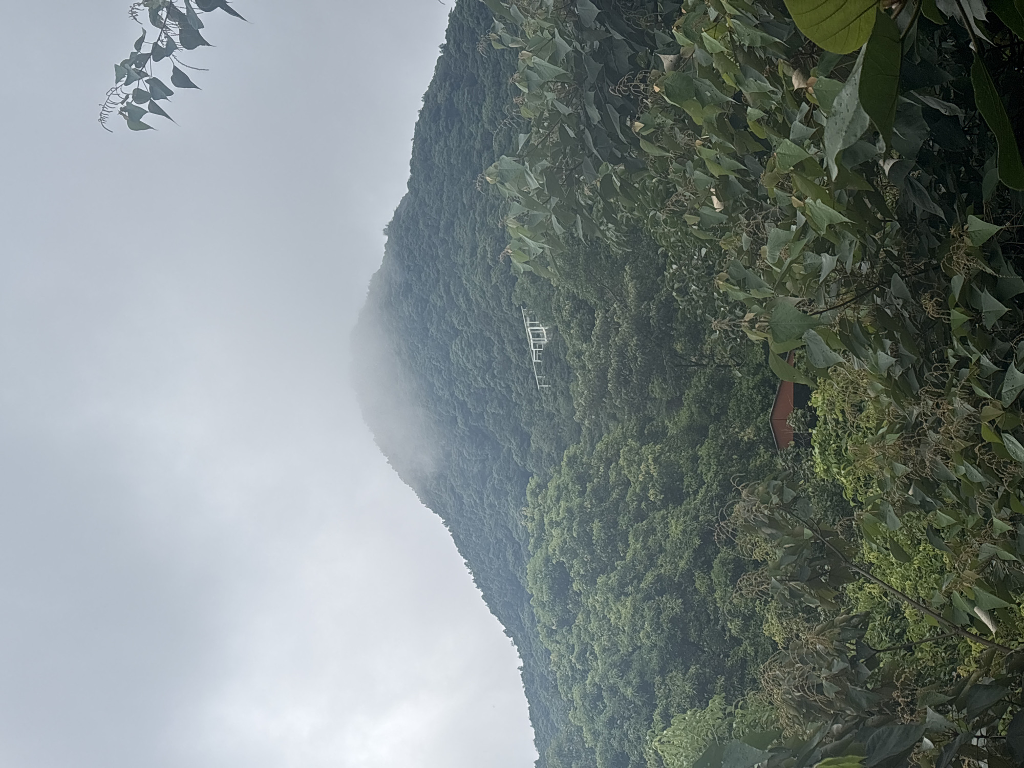 The image depicts a view of a verdant, mist-shrouded mountain in Guangzhou City, China. A cluster of trees in the foreground partially obscures the view of the mountain, which is densely covered in foliage. A modern, white structure, possibly a building or bridge, is visible on the mountainside. Towards the bottom of the frame, a small, reddish-brown roof of a building is peeking through the trees. The sky is overcast and grey, contributing to the hazy atmosphere. There are no people or animals visible in the image.