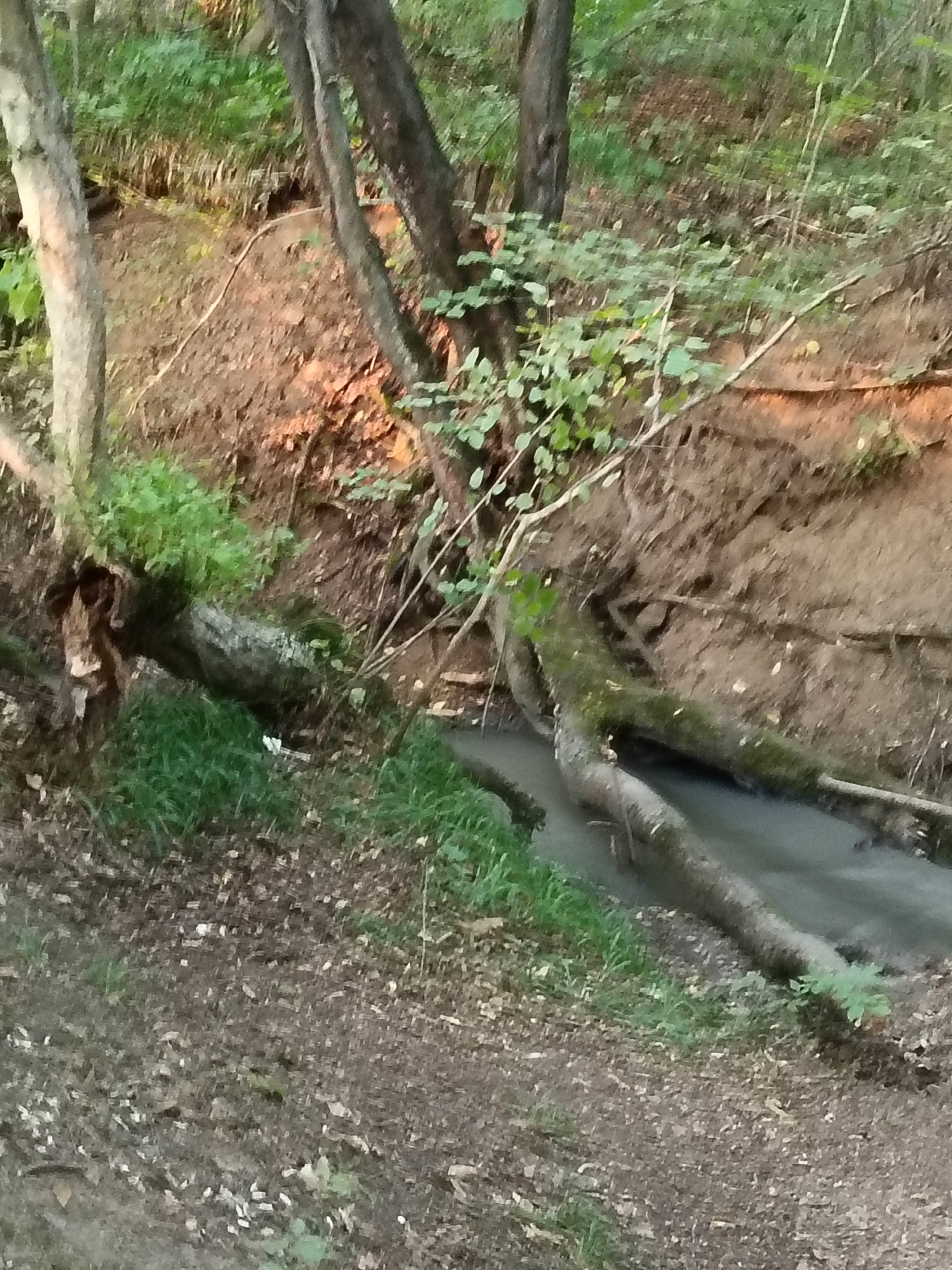 This image shows a wooded area with a small stream. The stream is narrow and shallow, with a rocky bed. Fallen logs lie across the stream, and the banks are overgrown with vegetation. The ground is covered with leaves and dirt. There are trees on either side of the stream, and the sunlight filters through the leaves. The scene appears to be in a natural setting, possibly a park or a forest. The specific location in Köhnə Xudat, Azerbaijan, is not explicitly indicated by any landmarks or signs within the image itself.