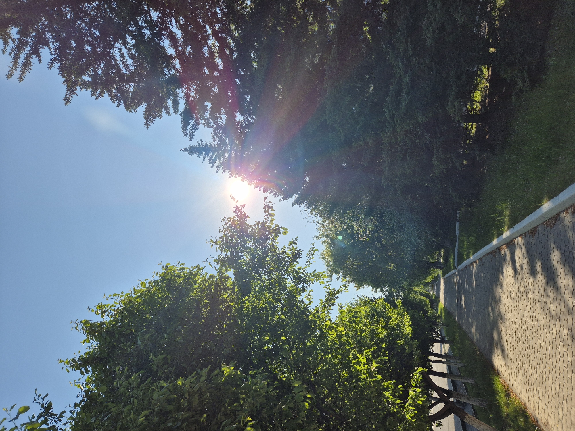 The image shows a sunlit view looking up through trees in Kokshetau, Kazakhstan. The sun is positioned between the branches, creating a bright flare. Below the sun, there are deciduous trees with green leaves. Above the sun, coniferous trees with dark green foliage are visible. To the right, there is a paved pathway bordering a grassy area. A concrete curb runs alongside the path. A low wooden fence is situated between the trees and the path. The sky is a clear blue.