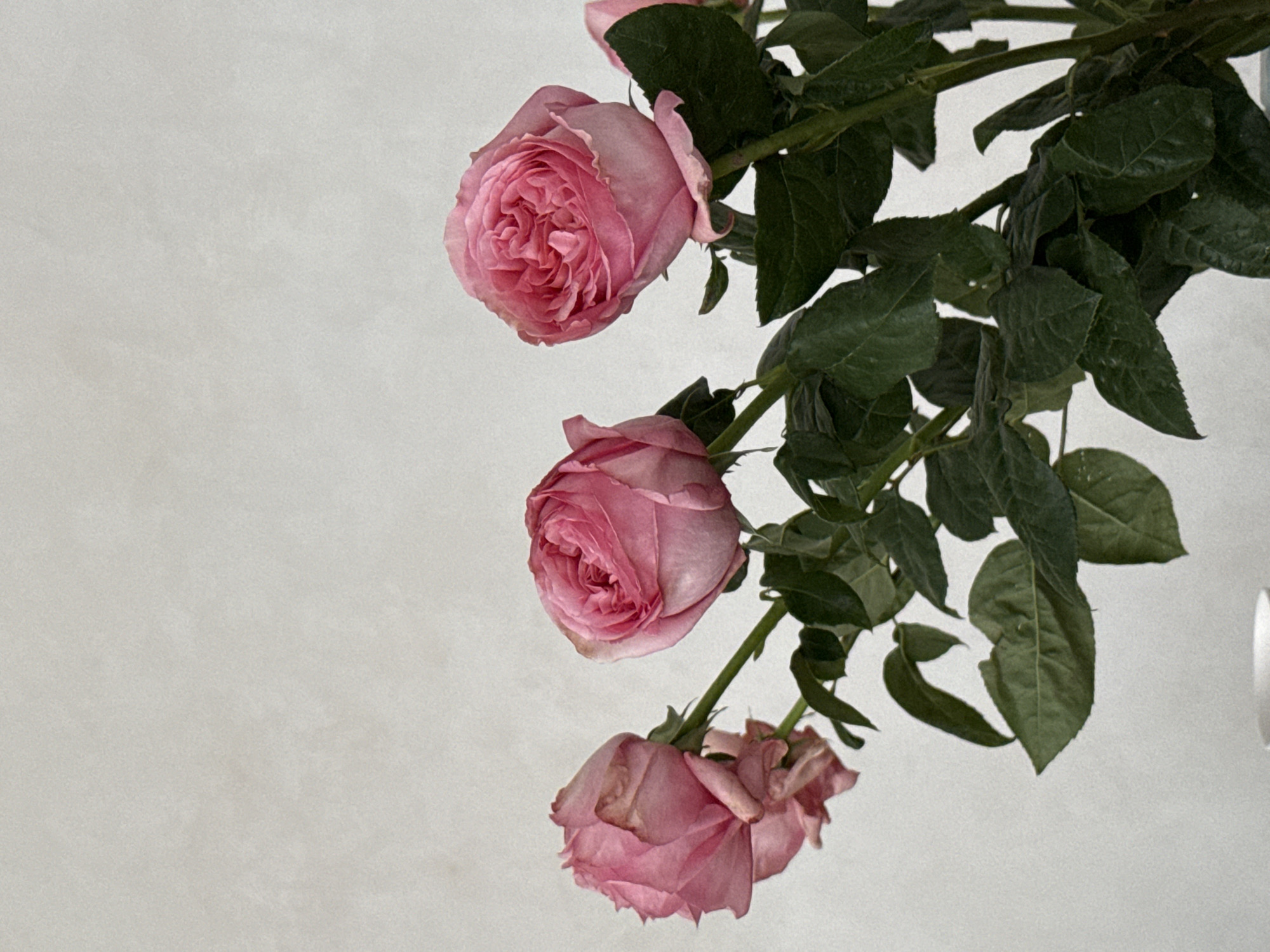 A medium shot shows a bouquet of three pink roses with green leaves against a pale grey background. The roses appear to be David Austin roses, recognizable by their clustered petals, which gives them a traditional look. The blooms are at different stages, with the top rose fully open, the middle partially open, and the bottom rose slightly wilted. The leaves are a deep green color. The overall presentation suggests a floral arrangement, with the flowers possibly photographed indoors against a muted wall color.
The location in the city of Izhevsk, Russia is not discernible from the image provided.