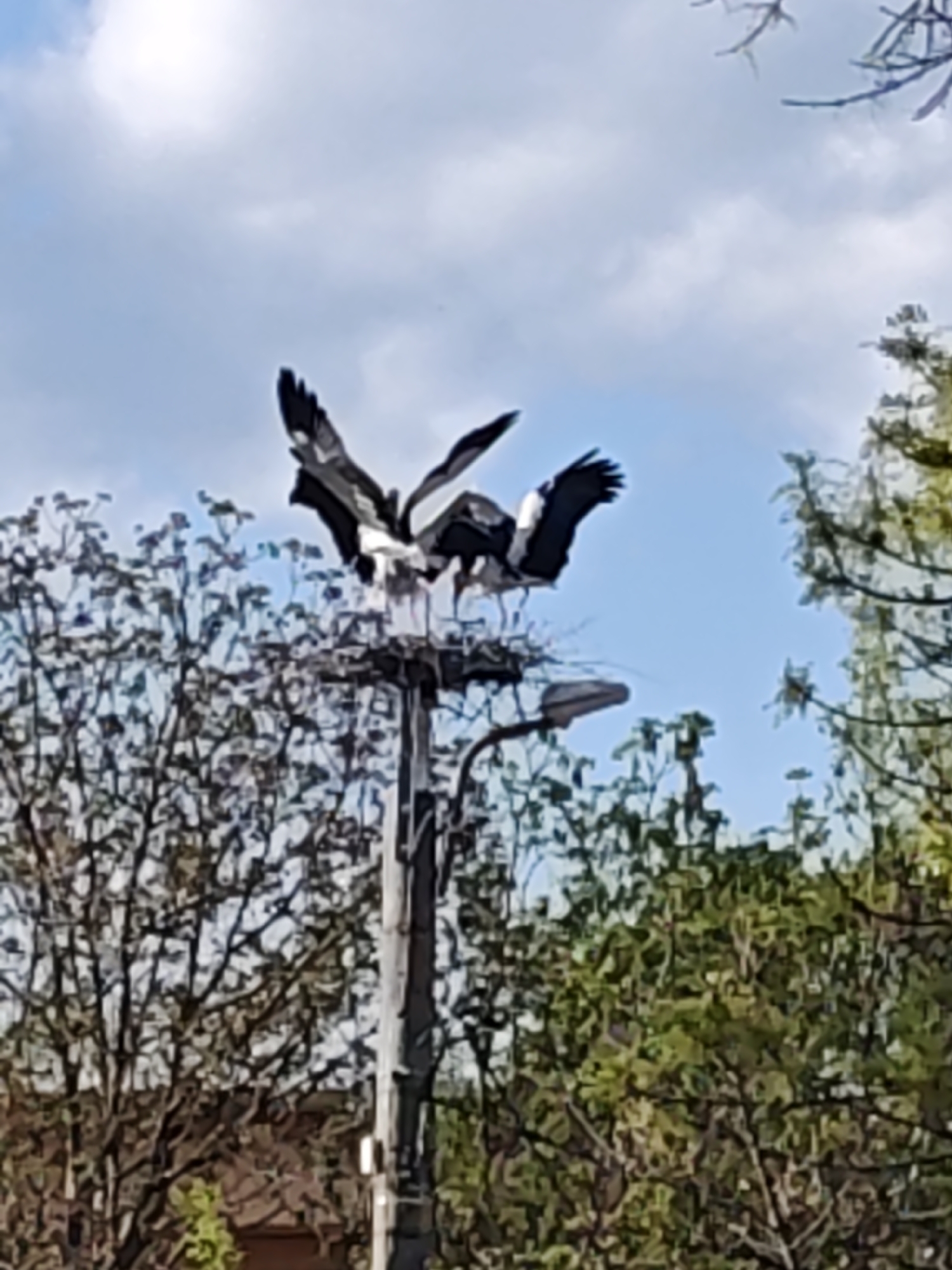 The image shows a group of at least four storks in a nest on top of a utility pole, likely a streetlamp, in Kulata, Bulgaria. The storks are black and white, with some having their wings outstretched. The nest is large and appears to be made of sticks and other natural materials. The utility pole is in the center of the frame, surrounded by trees with bare branches and green leaves. The sky is blue with some white clouds.