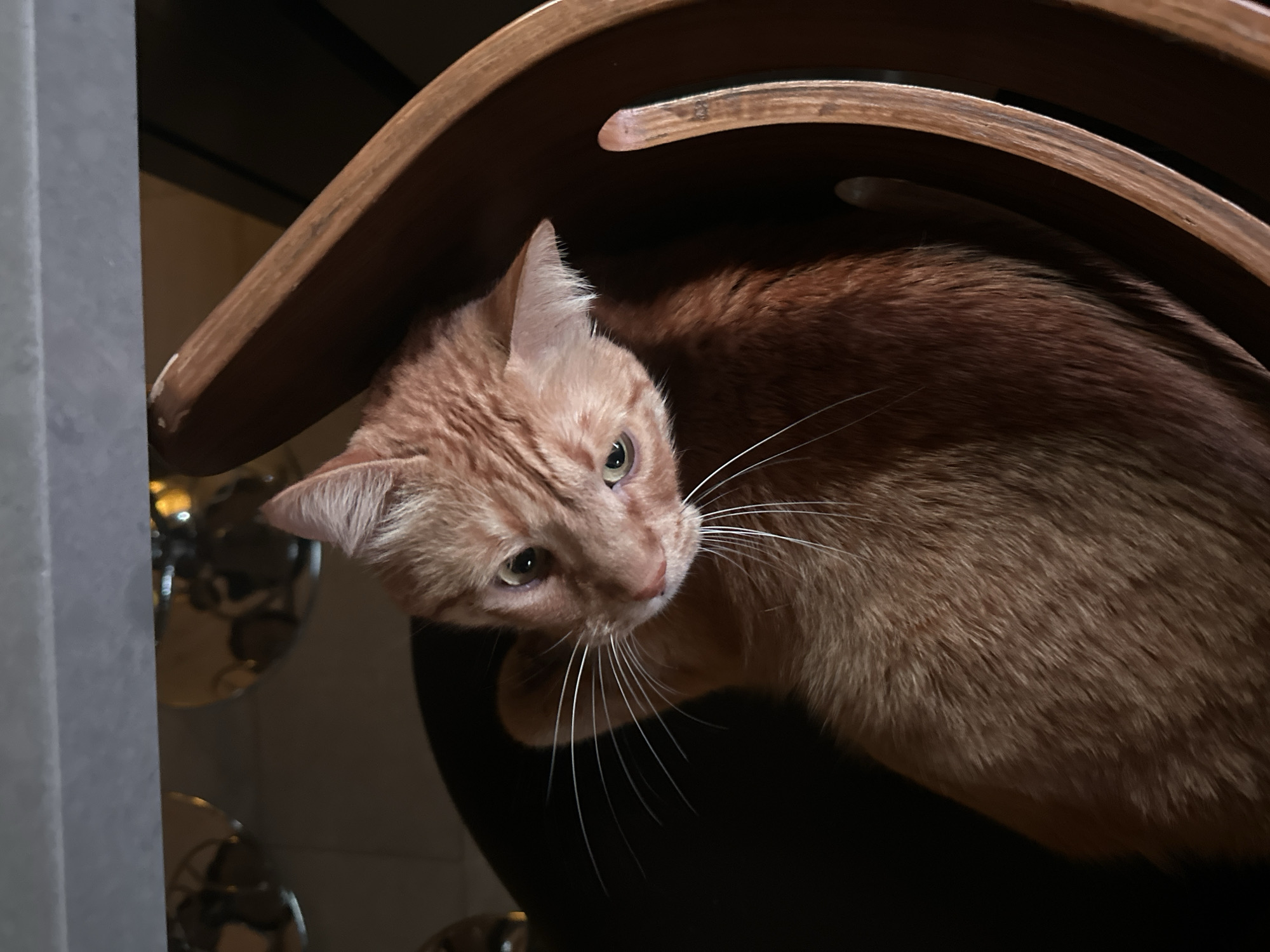 A ginger cat sits on a chair under curved wooden armrests. The cat has light fur, long white whiskers, and light green eyes. It looks up at the camera. To the left of the cat, there is a grayish vertical element. The environment is dimly lit. The location is Unknown, Unknown.