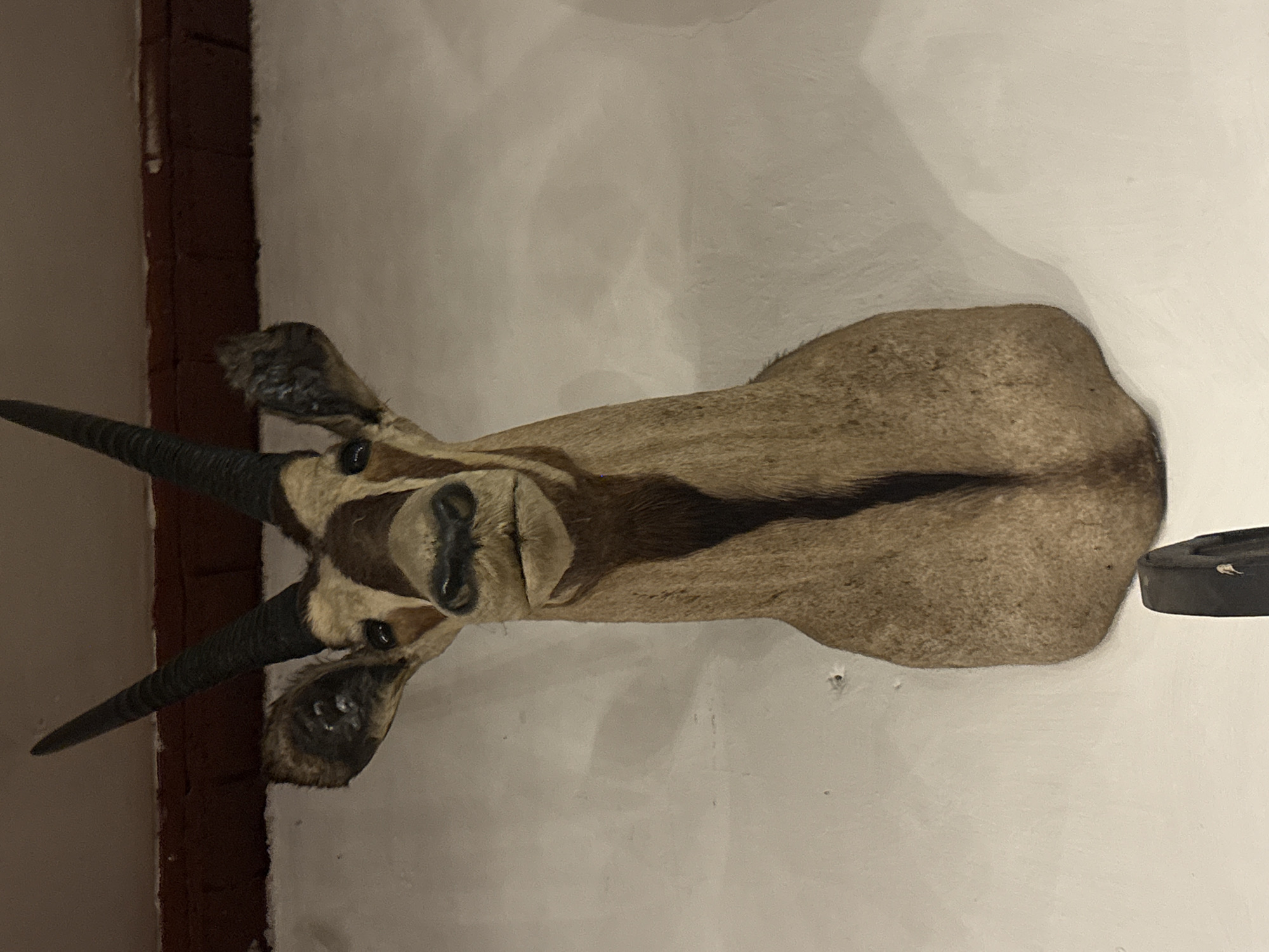 A taxidermied oryx head is mounted on a wall. The oryx is tan with a dark stripe running down its back. It has long, pointed black horns. The wall is white and appears to be plaster. A brick wall is visible to the left of the oryx head. The location is Mexico City, Mexico.