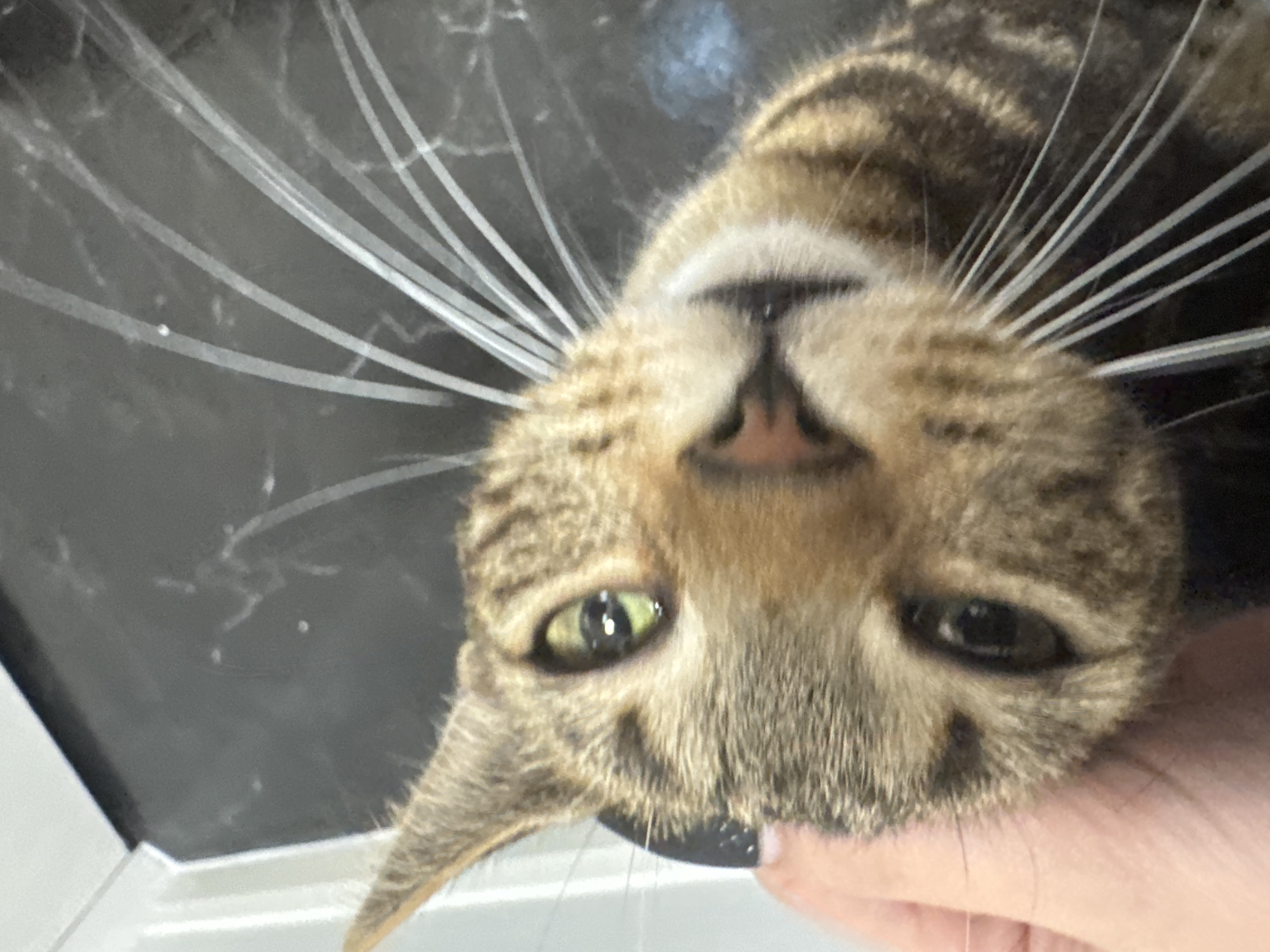 A close-up, upside-down view of a brown tabby cat's face is presented. The cat's head is tilted towards the viewer. Its features, including its eyes, nose, mouth, and whiskers, are clearly visible. The background is a dark, possibly marbled surface. A hand appears to be holding the cat's head. The location in Desborough, United Kingdom is unknown.