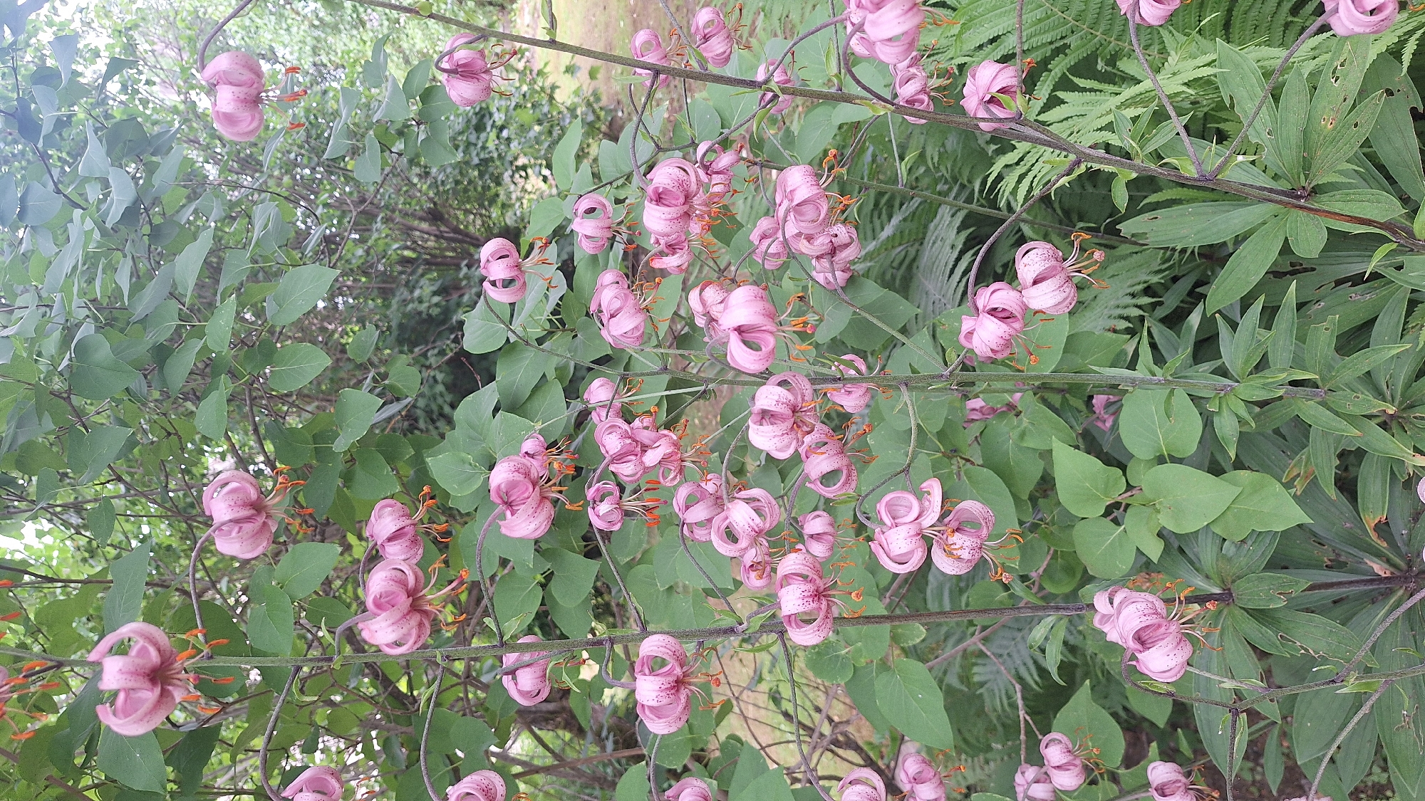 This media file captures a close-up view of a cluster of Turk's Cap lilies in bloom. The lilies, with their distinctive recurved petals and speckled pink coloration, are the primary subjects. They are presented against a backdrop of lush green foliage, including broad leaves and delicate ferns. The scene is dominated by the vibrant pink of the flowers and the varied shades of green of the surrounding plants, suggesting a natural, outdoor setting.
The image appears to be taken during daylight hours, with soft, diffused lighting indicating it might be overcast or late afternoon. There are no people or discernible objects other than the flora. The arrangement of the flowers and leaves suggests a wild or semi-cultivated garden environment, possibly in a woodland or shaded area. The overall mood conveyed is one of natural beauty and botanical abundance. No text is visible in the image. The location context is provided as Unknown, Latvia.