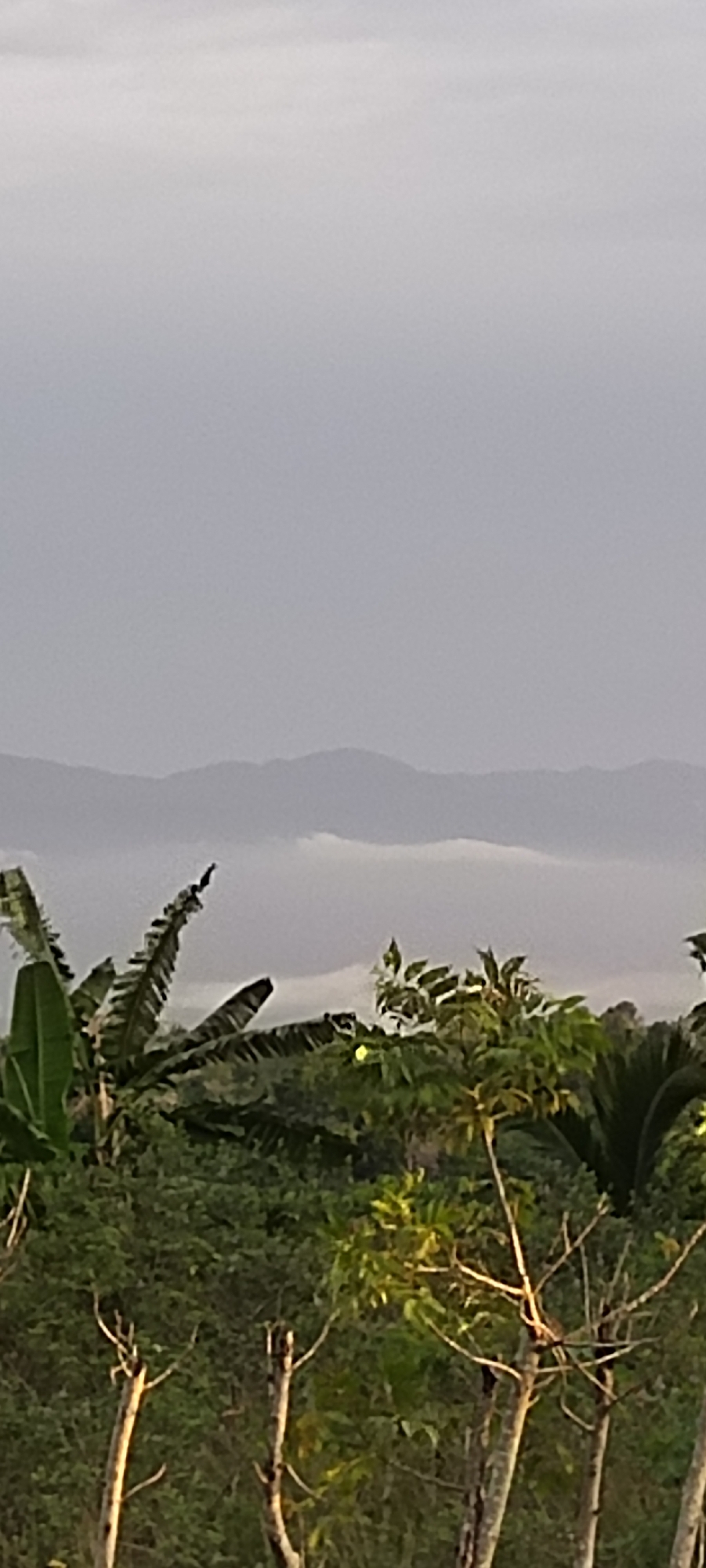 The image shows a landscape with mountains in the background and lush vegetation in the foreground. A layer of fog or low clouds sits between the mountains and the trees. The sky is overcast. The vegetation includes banana trees and other tropical plants. There is no visible evidence to suggest the location is in Lhokseumawe, Indonesia, or to provide further specific geographical information. There are no people, actions, or interactions visible.
