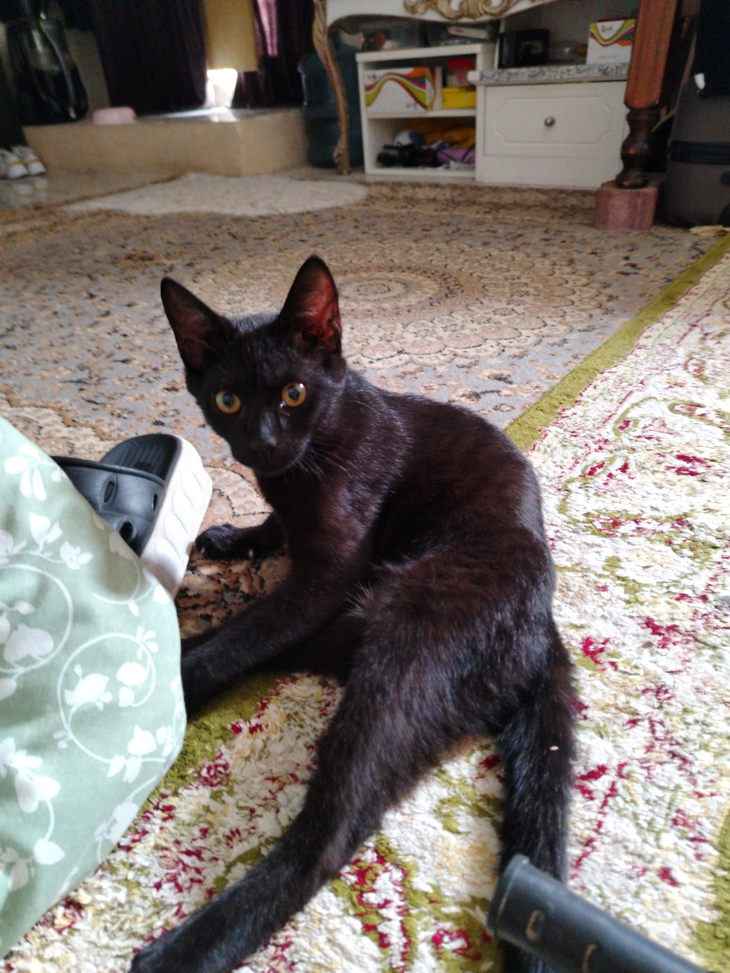 A black cat with yellow eyes is sitting on a patterned rug in Al Mas'oudi, United Arab Emirates. The cat is positioned in the foreground, with its body facing the camera. The patterned rug has a beige and green floral design. In the background, there is a cabinet with a white drawer. A pair of black sandals is also visible near the cat and a green patterned pillow.