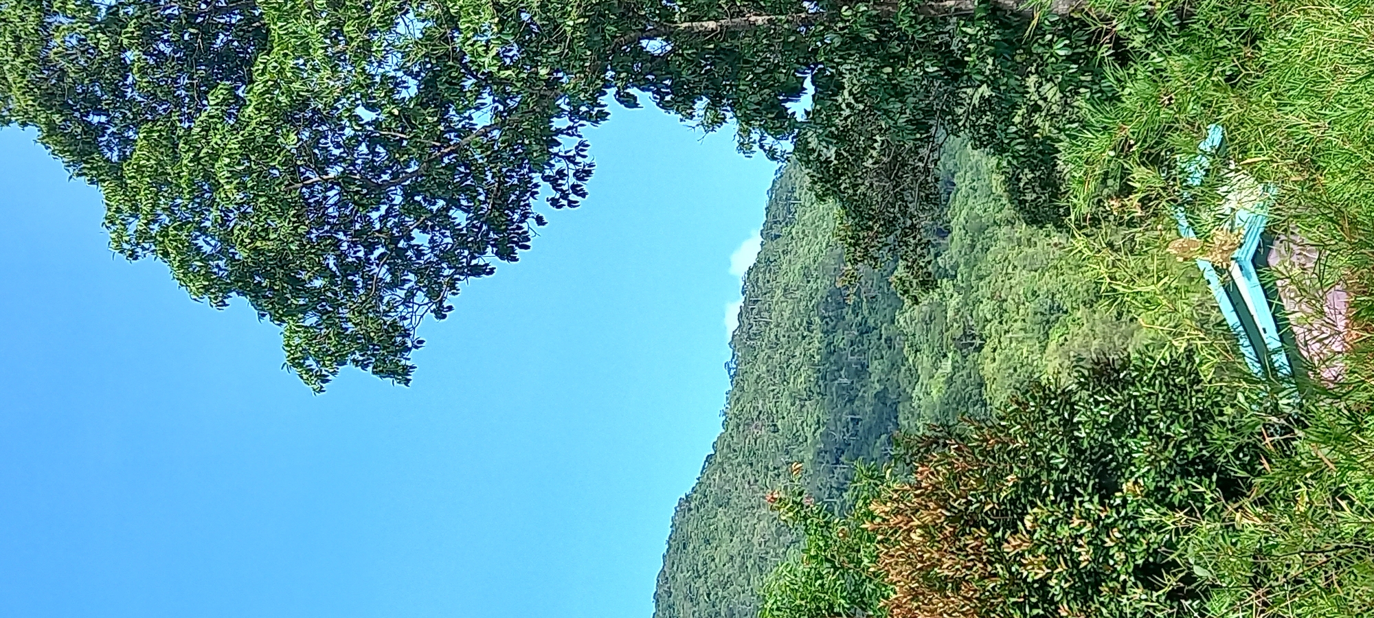 The image displays a vibrant natural landscape, presented rotated 90 degrees clockwise from its intended landscape orientation. A prominent, lush green mountain, densely covered in trees and vegetation, dominates the right half of the frame, ascending steeply under bright sunlight. The mountain's surface shows a rich variety of green hues and textures from its thick forest cover.
The left and upper-middle sections of the image are filled with a clear, brilliant blue sky, indicative of a bright, sunny day, likely morning or early afternoon. A few faint, wispy white clouds are barely visible near the mountain peak.
In the foreground, the dense canopy of a large tree with small, bright green leaves extends across the upper left corner. Towards the bottom right, a thick cluster of mixed foliage, featuring both green and some brown-red leaves, fills the corner. Partially obscured within this foliage on the far right edge, a distinctive bright turquoise or light blue structure, possibly a railing or part of a small building, peeks through the leaves.
No people or specific activities are depicted. The scene exudes a sense of natural tranquility and untouched beauty, consistent with the tropical, mountainous environment of Moo 7, Thailand. There is no visible text in the image.