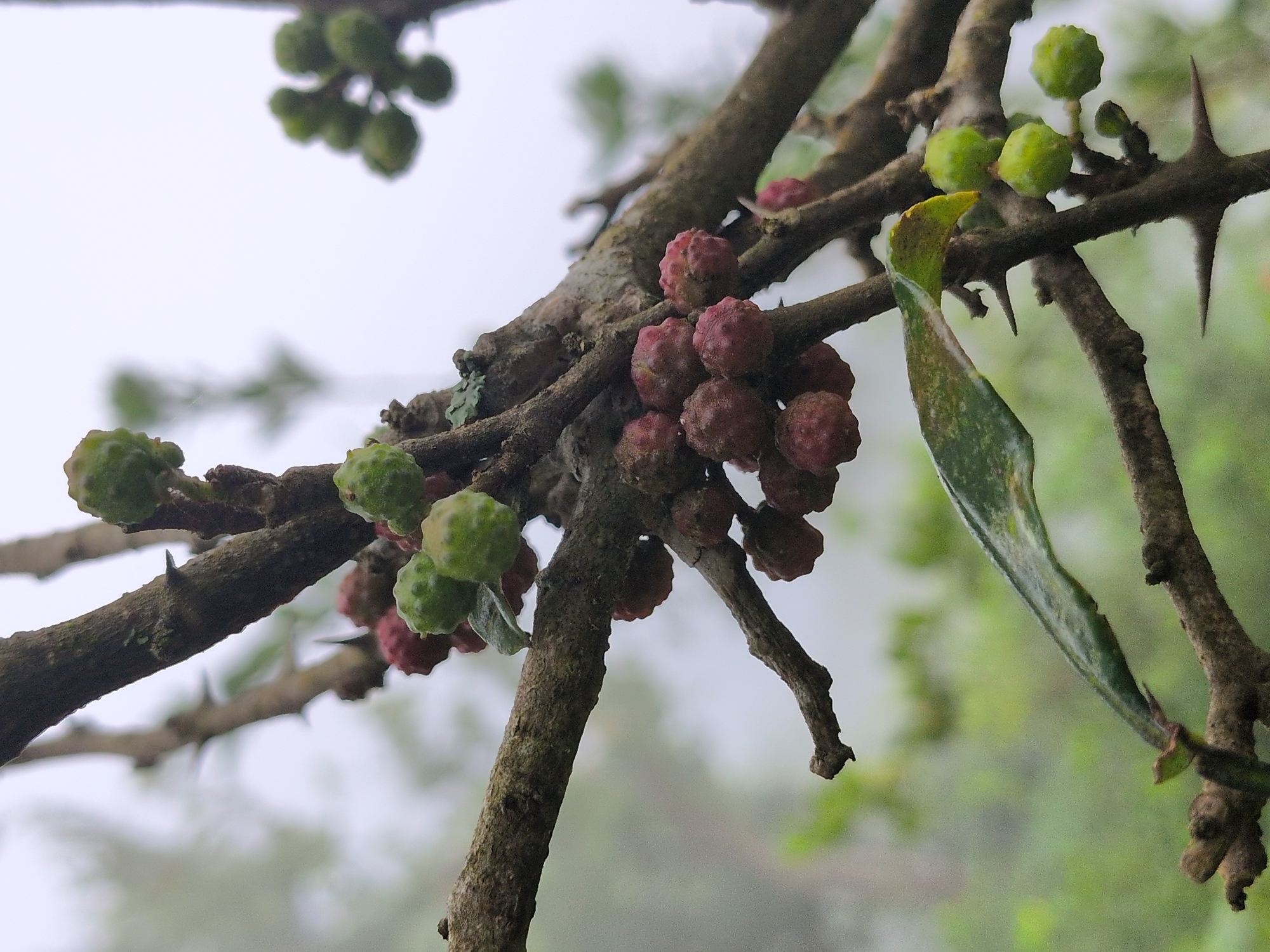 A close-up shot focuses on a thorny branch of a plant bearing clusters of small, round fruits. Some fruits are a muted green, while others have ripened to a reddish-pink hue. The branch itself is rough and textured, with sharp, pointed thorns protruding at intervals. A single, withered leaf, green with yellowing edges, is attached to the branch. The background is softly blurred, suggesting a misty or overcast day, with indistinct green foliage and a pale sky. The image appears to be taken outdoors in a natural setting.