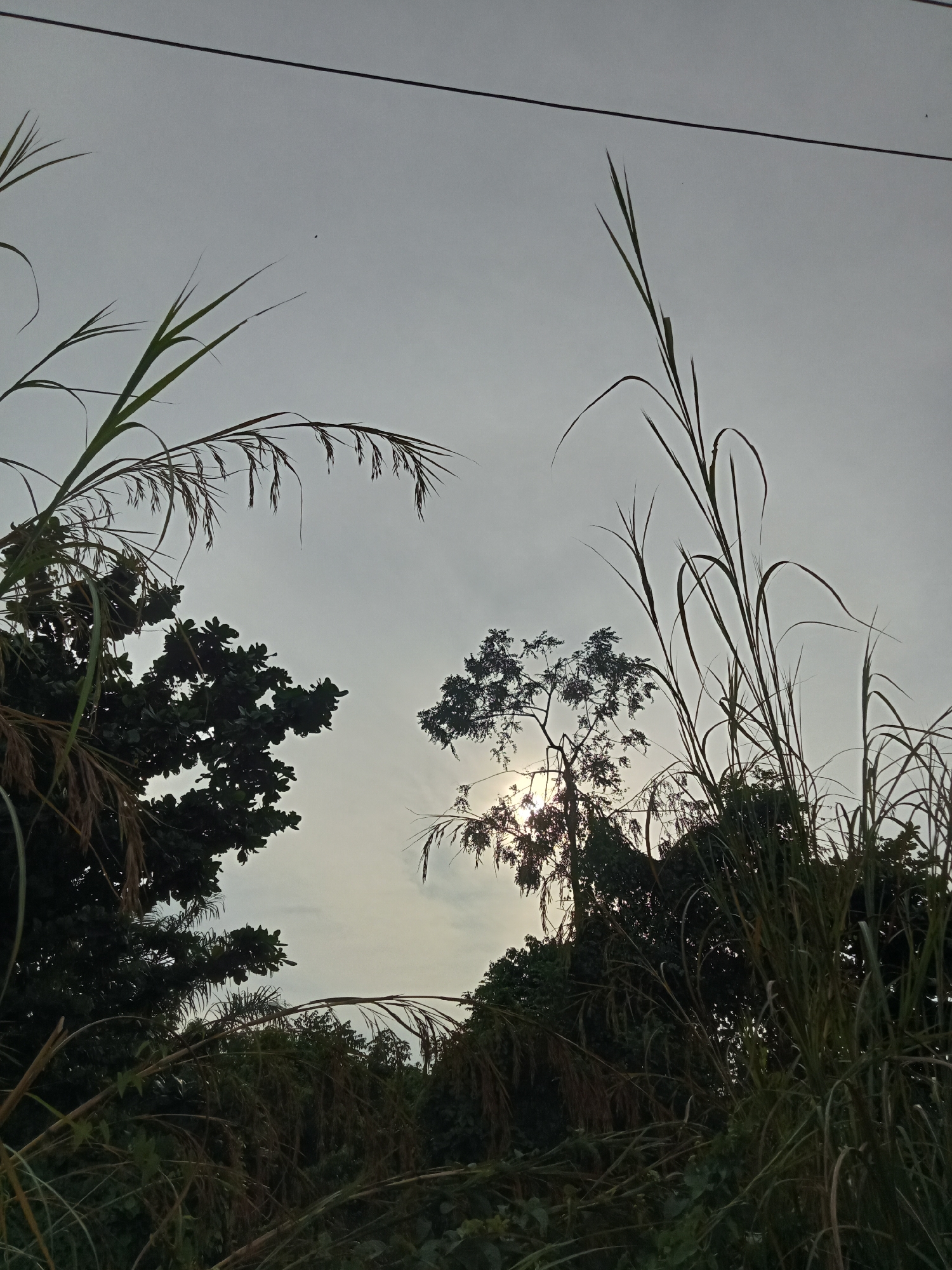 The image depicts an outdoor scene, likely at dawn or dusk, with a muted sky. Tall blades of grass and leafy trees are prominent in the foreground and midground, silhouetted against the brighter sky. The sun is partially visible through the foliage of a tree in the center of the frame, creating a hazy effect. A dark power line stretches horizontally across the upper portion of the image. The scene appears to be a natural landscape, possibly on the outskirts of Teluk Kenidai, Indonesia, with no human presence or identifiable structures other than the power line.