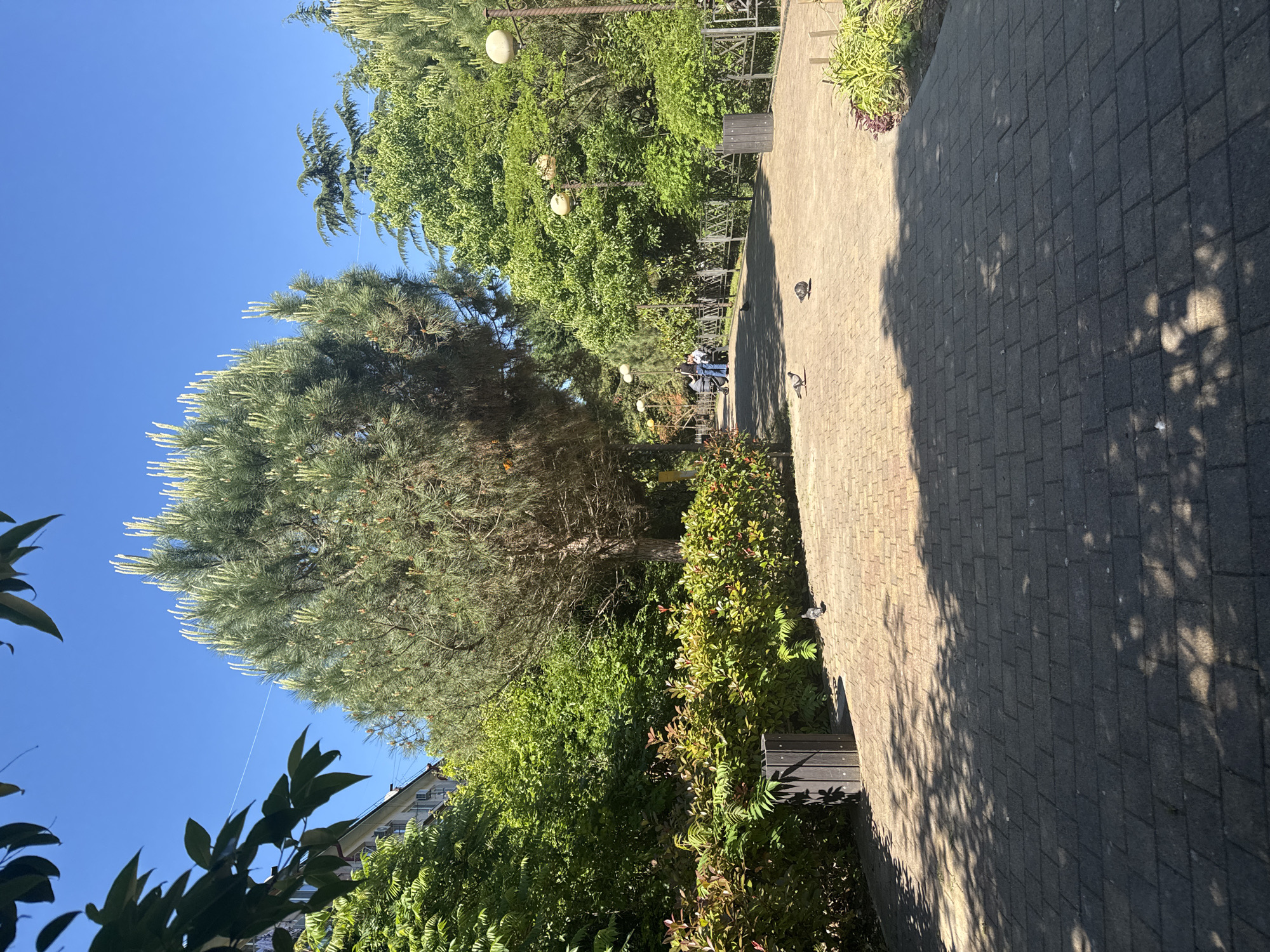 The image captures a sunny outdoor scene, likely a public park or garden path in Sochi, Russia. A wide, light-colored paved pathway, constructed from rectangular pavers, stretches diagonally from the foreground towards the background on the right side of the frame. Strong, dappled shadows from overhead trees fall across a significant portion of the path, indicating bright sunlight.
Lining the path on the left is dense, lush greenery. A large, prominent pine-like tree with distinctive light-green new growth on its needles stands in the mid-ground. Further back and to its left, an abundance of deciduous trees with vibrant green leaves creates a rich canopy. Various bushes and shrubs also border the path.
In the distance along the path, a small group of people, possibly 2-3 individuals, can be discerned. They appear to be walking or resting on benches. Several dark-colored park benches are visible at intervals along the path, with one particularly clear in the mid-ground on the right. Decorative lampposts with spherical lights are also spaced along the walkway. A few pigeons are scattered on the paved surface. A clear, bright blue sky is visible in the upper left corner of the image.
The scene depicts a peaceful, pleasant atmosphere on a bright and sunny day, likely late morning or early afternoon given the distinct shadows. No visible text is present in the image.