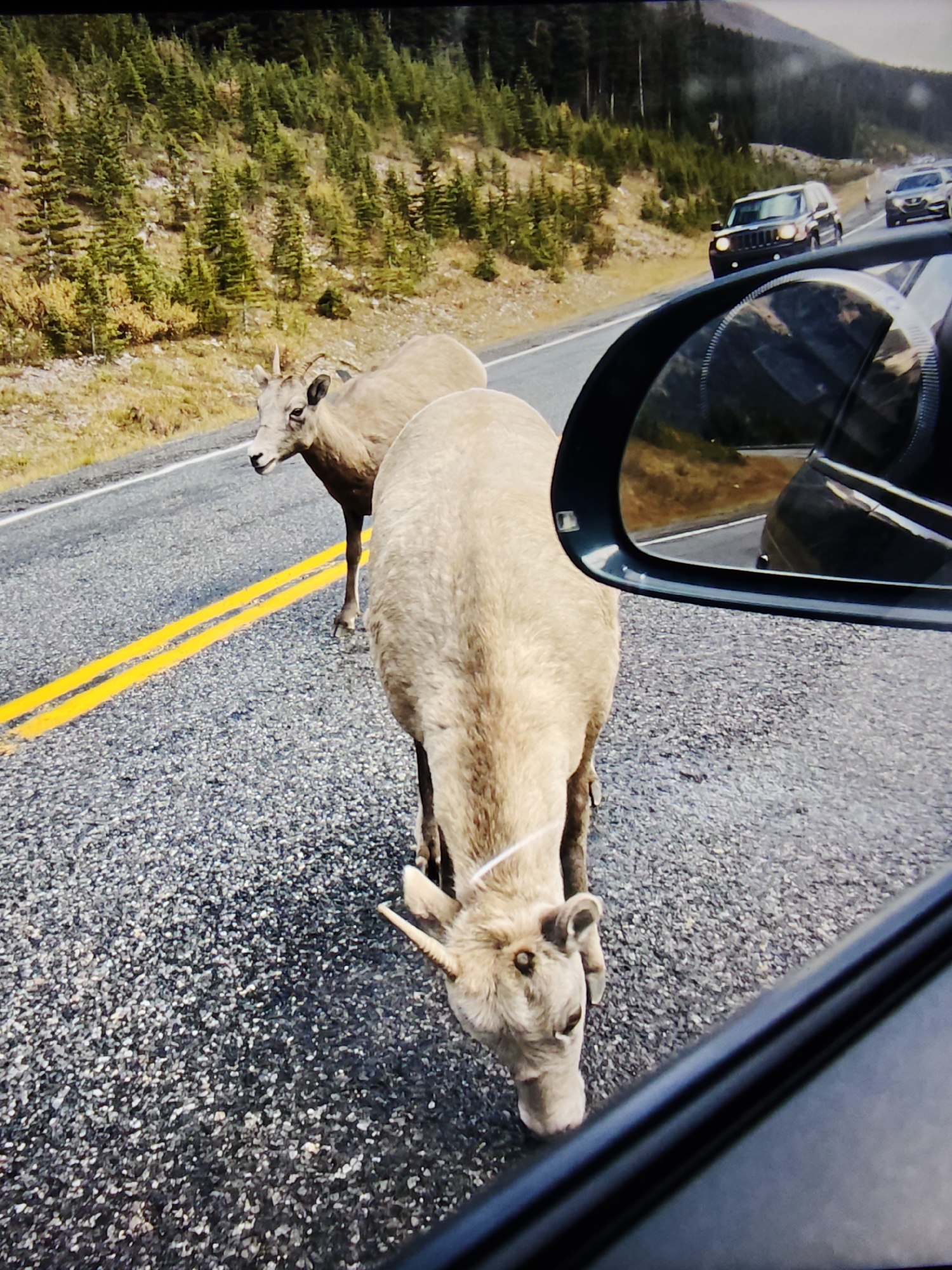 This image captures a close-up view of two bighorn sheep standing on a paved road with yellow double lines. One sheep is in the foreground, facing downwards as if grazing, and appears to have a small horn. The second sheep is slightly behind and to the left, looking to its left. The road is surrounded by a rocky, sparsely vegetated hillside with evergreen trees in the background. In the upper right portion of the image, the reflection in a car's side mirror shows other vehicles on the road and a mountainous landscape. The scene appears to be in a natural, outdoor environment, possibly a mountain pass or national park. Without additional information, the exact location in Calgary, Canada cannot be determined, as the image depicts a wilderness setting rather than an urban one.